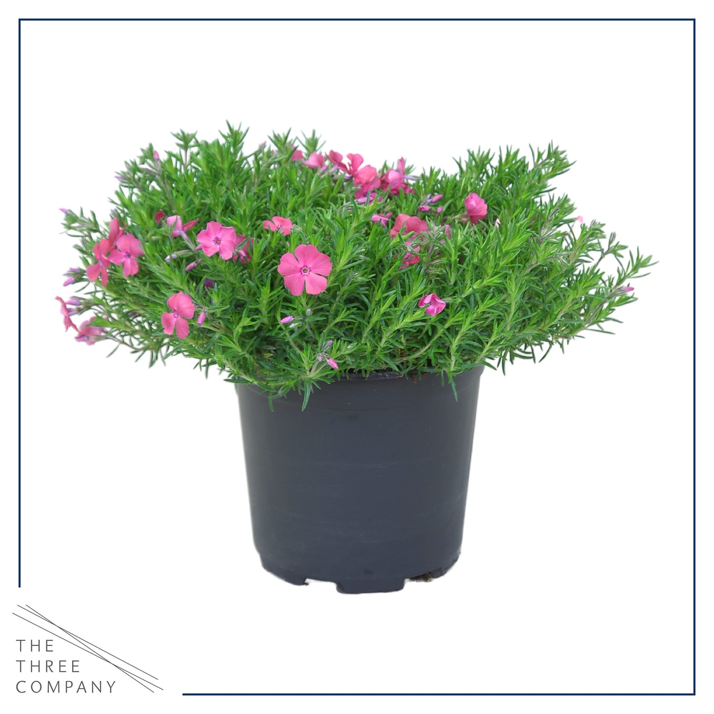 Live Phlox - Pink - Beautiful Creeping/Trailing Perennial - Healthy Spring Plant - 10" Tall by 6" Wide in 2.5 Qt Pot