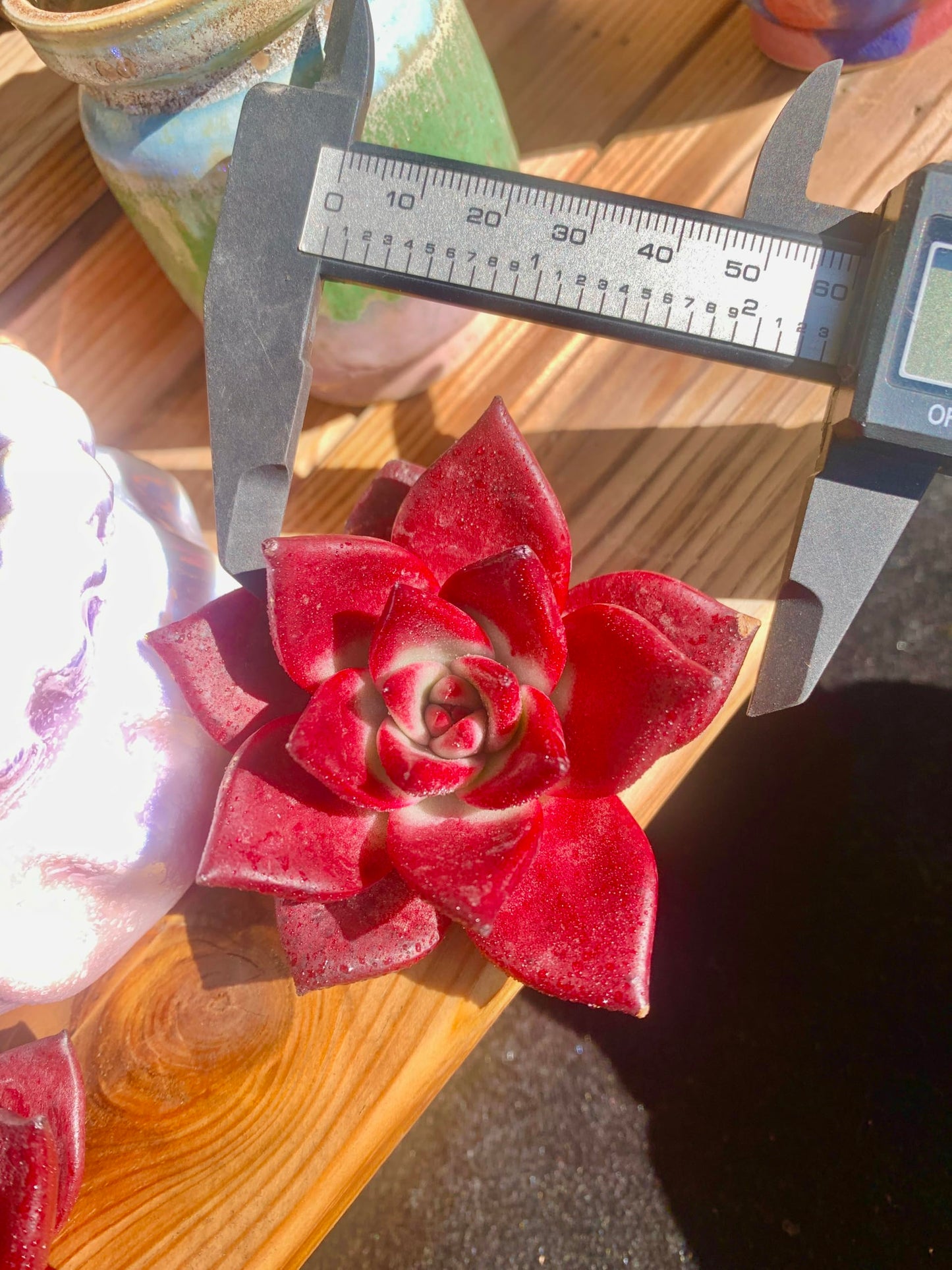 Echeveria Agavoides v Romeo Rubin Rare Live Succulent Plants, Red 1 Head 3" Live Plant, Package Without Pot Soil, Garden Indoor Office Desk, Wedding Party Baby Shower Decoration, Plant Lovers Gifts