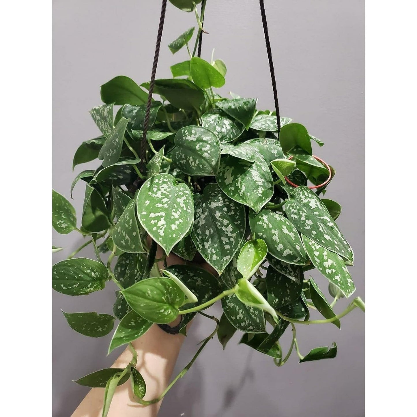 Scindapsus Pictus 'Exotica' | Live Plant for Indoor & Outdoor | for Living Room, Office, Bathroom | (6" Pot)