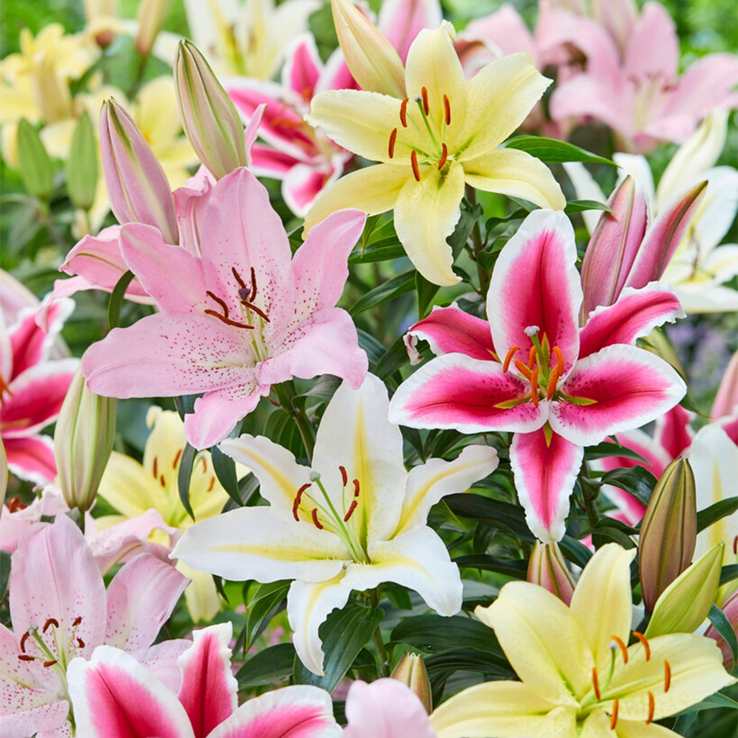 Garden State Bulb Mixed Oriental Lily Flower Bulbs, 14/16cm, Spring Planting (Bag of 20)
