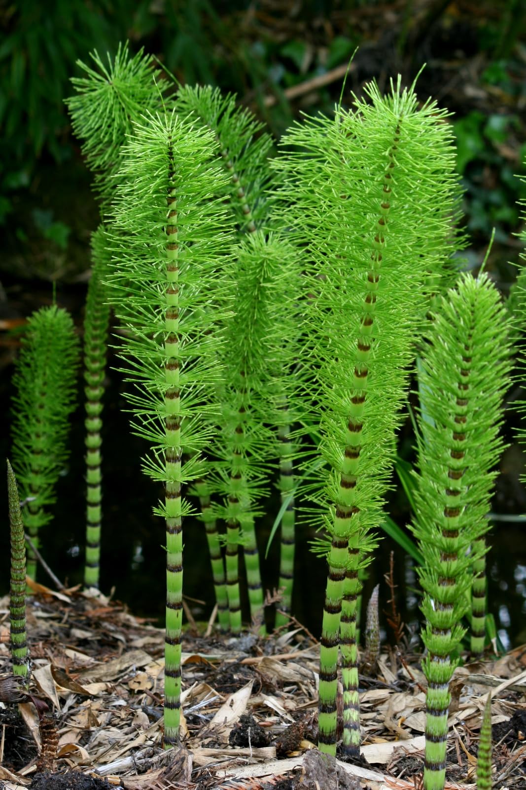 Horsetail Plant Cuttings to Grow - Equisetum - Great Aquatic Feature, Koi Pond Aquascape (10 Cuttings)