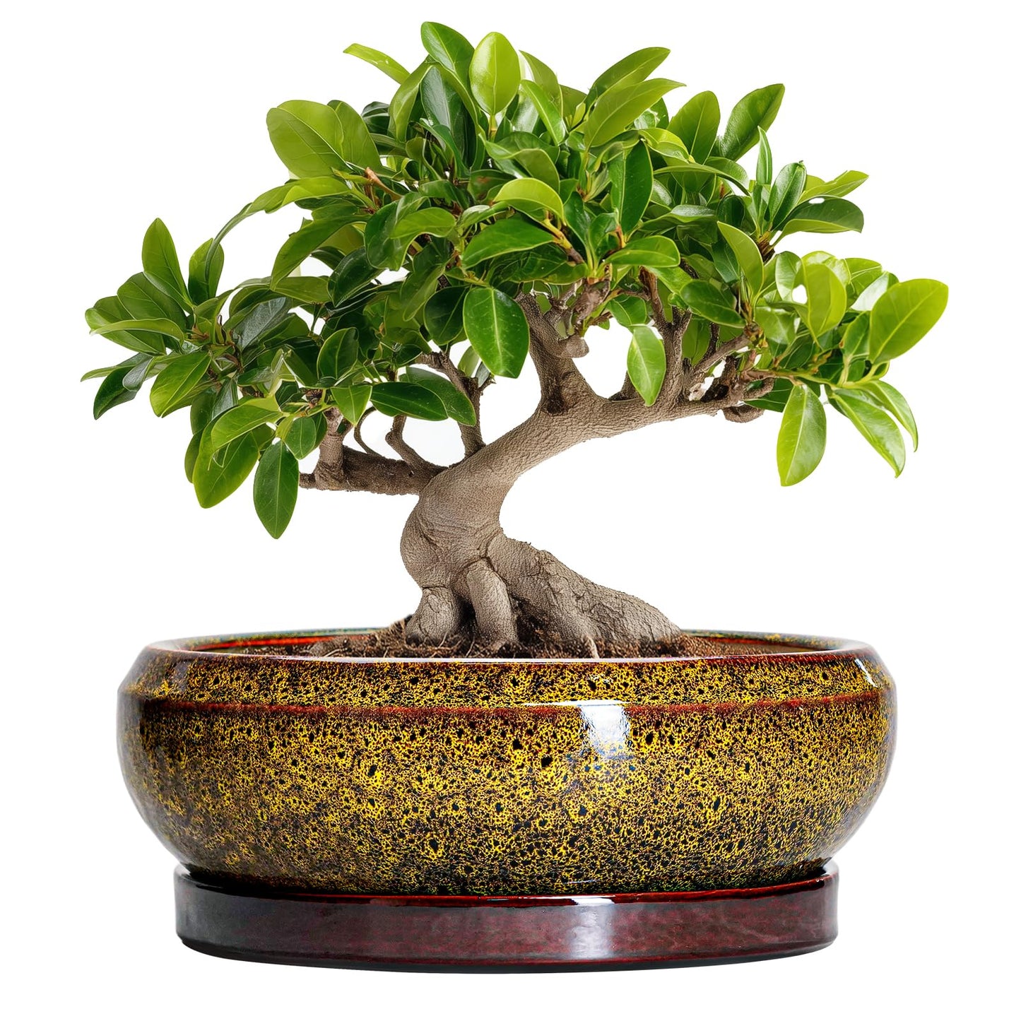 EPFamily Bonsai Pots Ceramic - 10 Inch Succulent Planters Indoor Outdoor, Shallow Planter with Drainage Hole and Saucer, Round Planter Bowl, Succulent Pots, House Decor, Gifts for Plant Lover, Yellow