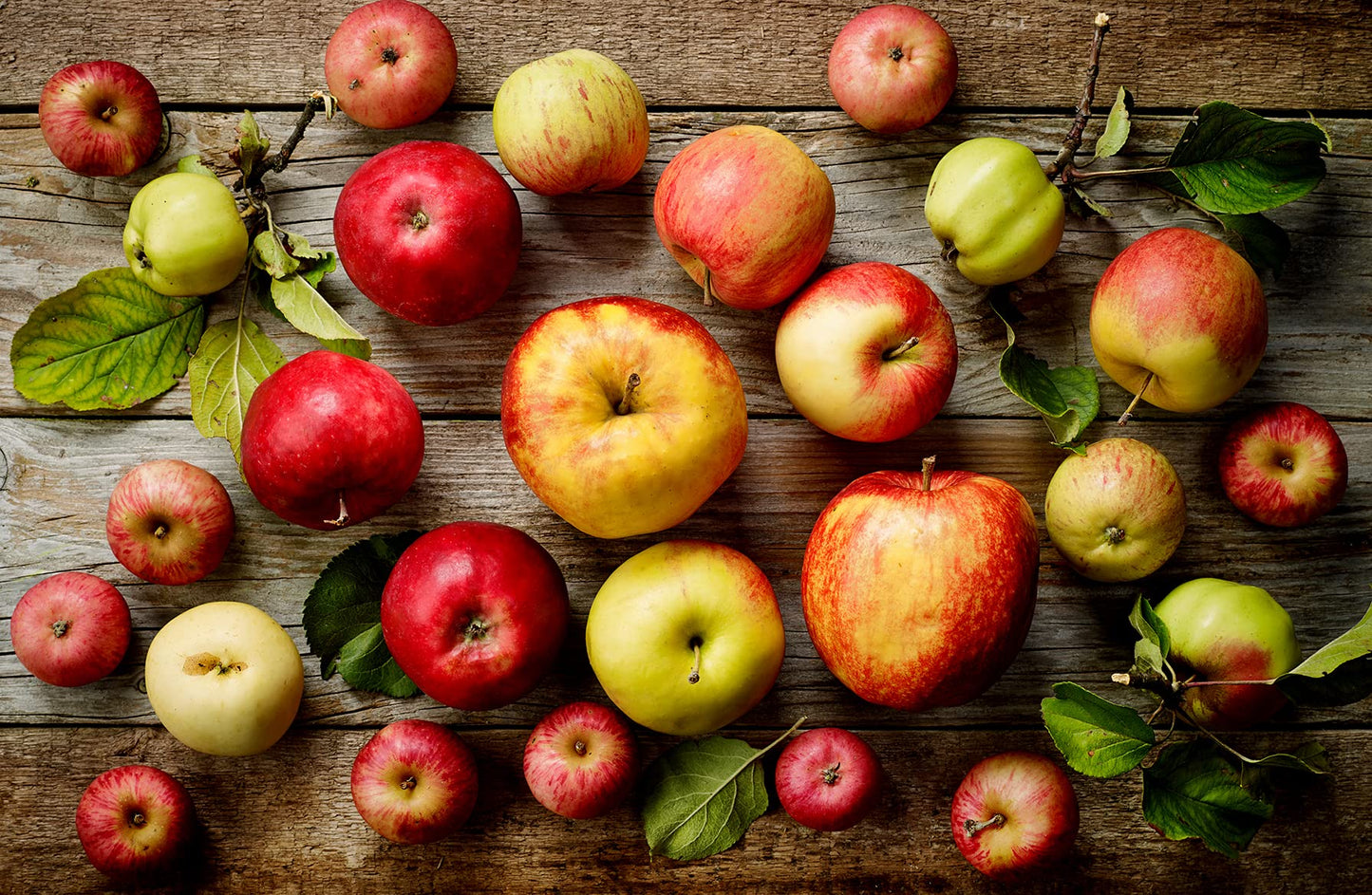 TriStar Plants - Mystery Apple Box - 1 Gallon Pot, Semi Dwarf, Full Sun, Zone 4-8, Healthy Established Roots