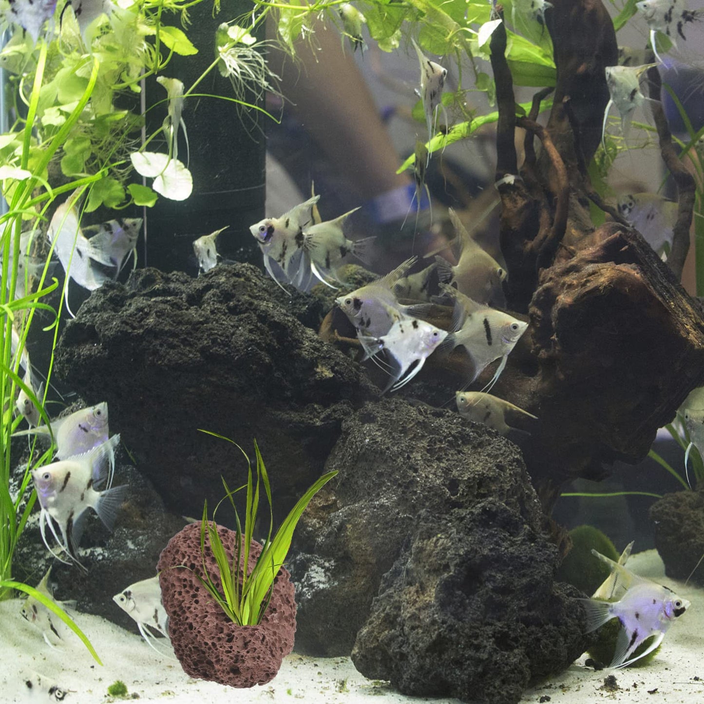 DOITOOL Lava Rock Aquarium 6pcs Volcanic Rocks Small Dark Brown Volcanic Pumice Stones, Aquarium Stones Aquascaping for Fish Tank Decoration, 3.93x2.75x1.57inch