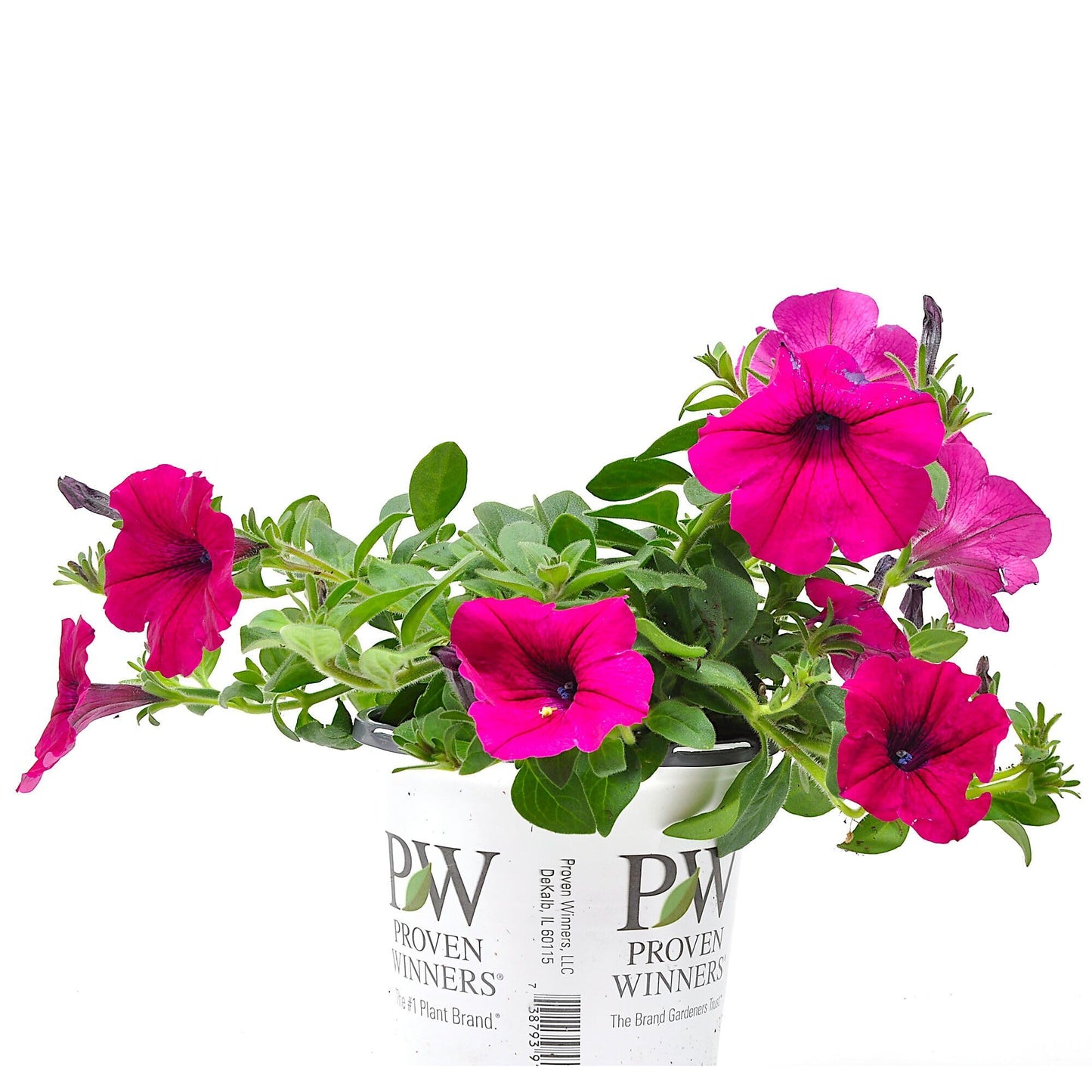 Supertunia Royal Magenta, Petunia Hybrid Live Plant, Flowering Plant, Flowers in Brilliant Color with Mounding and Trailing Habit, Container Size: 4.5"