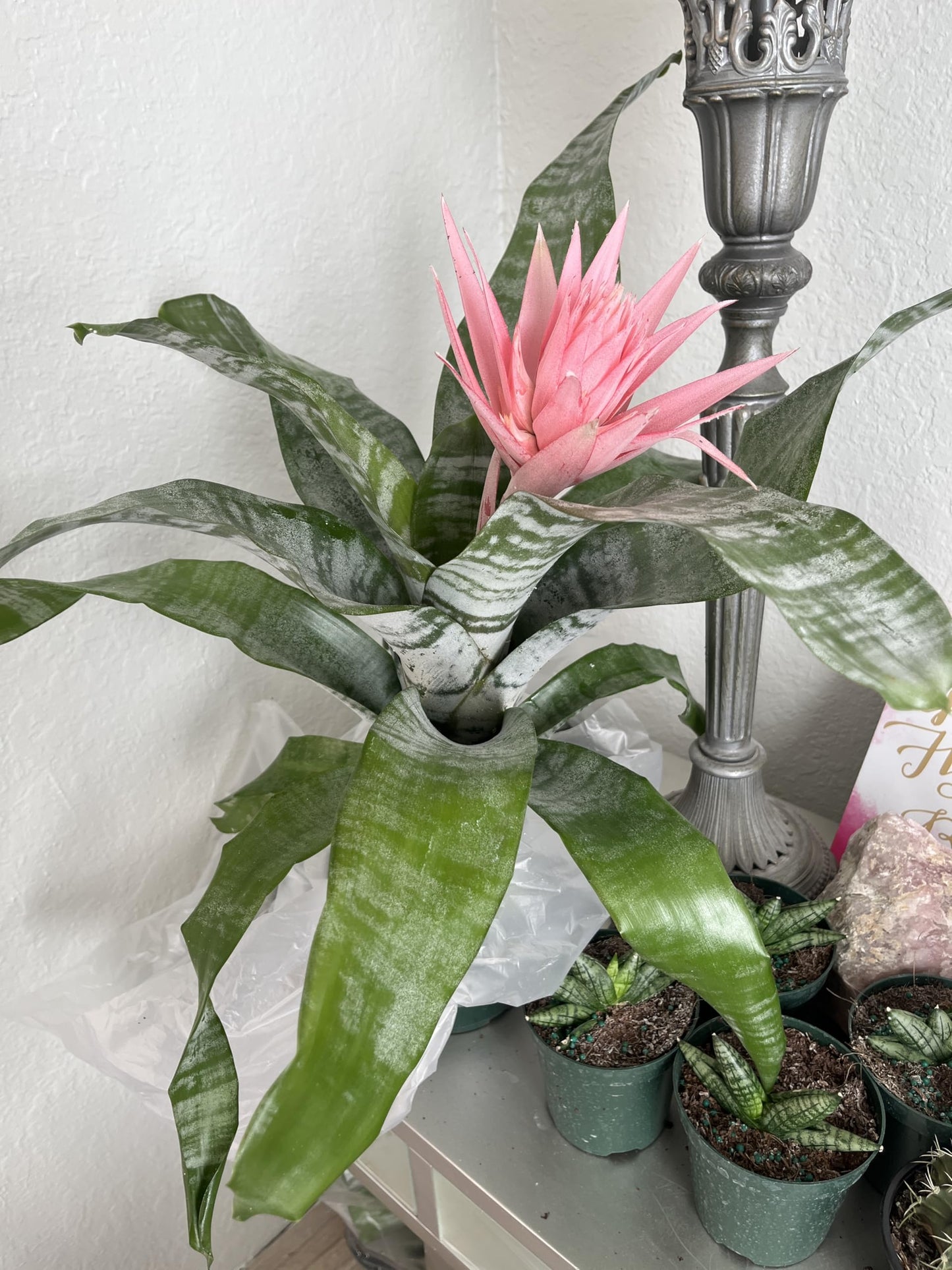 Aechmea fasciata (Silver Vase Plant/Urn Plant) Bromeliad Pink in Bloom. 6 in Pot