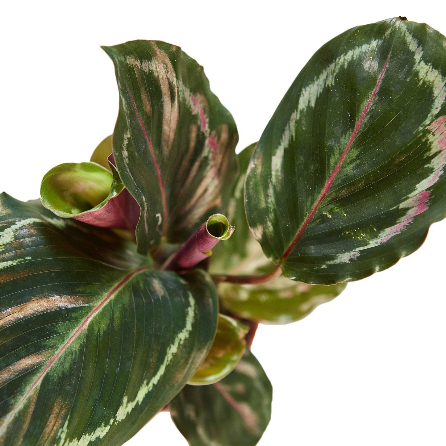 Calathea Roseopicta 'Medallion' in 4in Pot - Live Plants Tropical Houseplants | Variegated | USA Growers | The Snobby Leaf