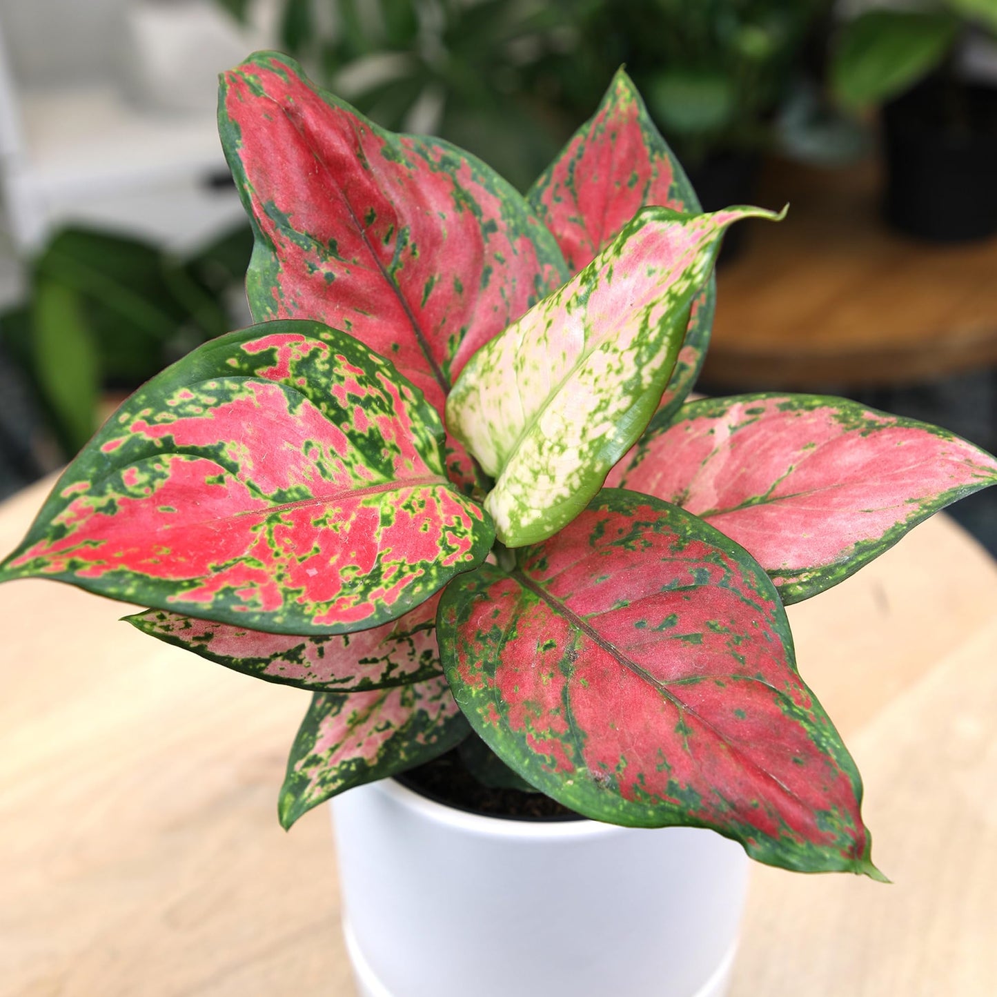 Beauty Aglaonema Chinese Evergreen Live Plant, Variegated Plant Exotic House Plants Live Tropical Plants, Rare House Plants Indoors Live Plants Indoor Plants Live Houseplants by Plants for Pets