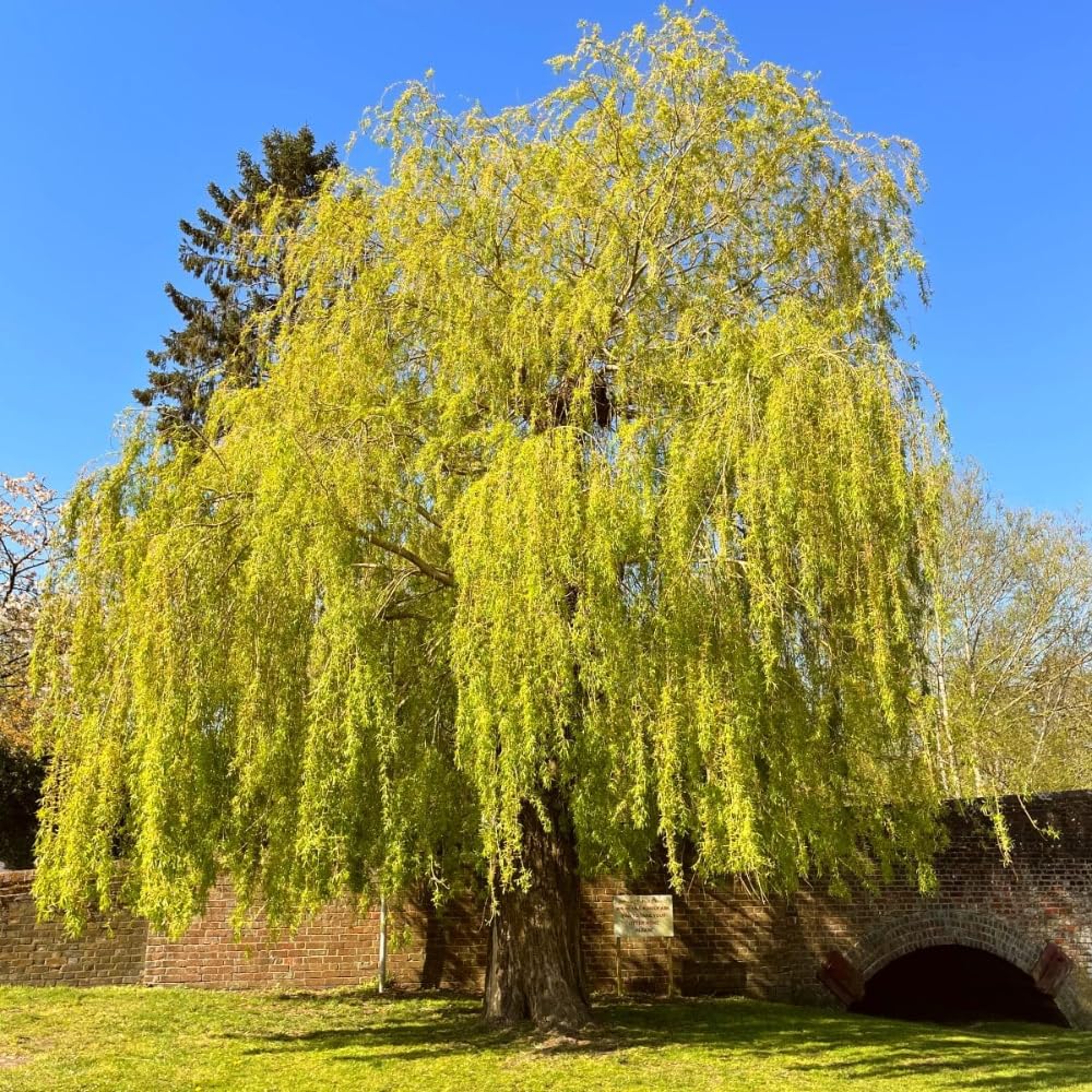 Set 2 Willow Plants Live Bare Root 1-2 Feet Tall, Dormant Willow Live Plants for Outdoor Garden Landscaping (Weeping Willow)