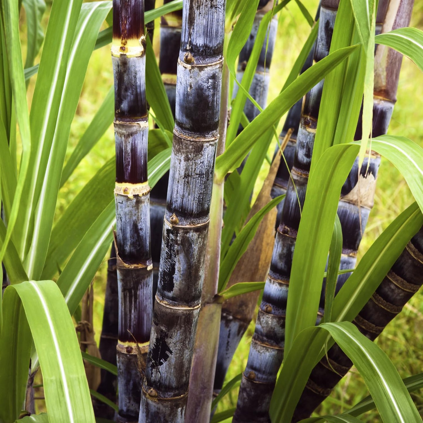30 Purple Sugarcane Cuttings, Fresh Sugar Cane Stalk Cuttings with 2-3 Nodes for Planting, Fast Growing Tropical Garden Plant, No Ship to CA