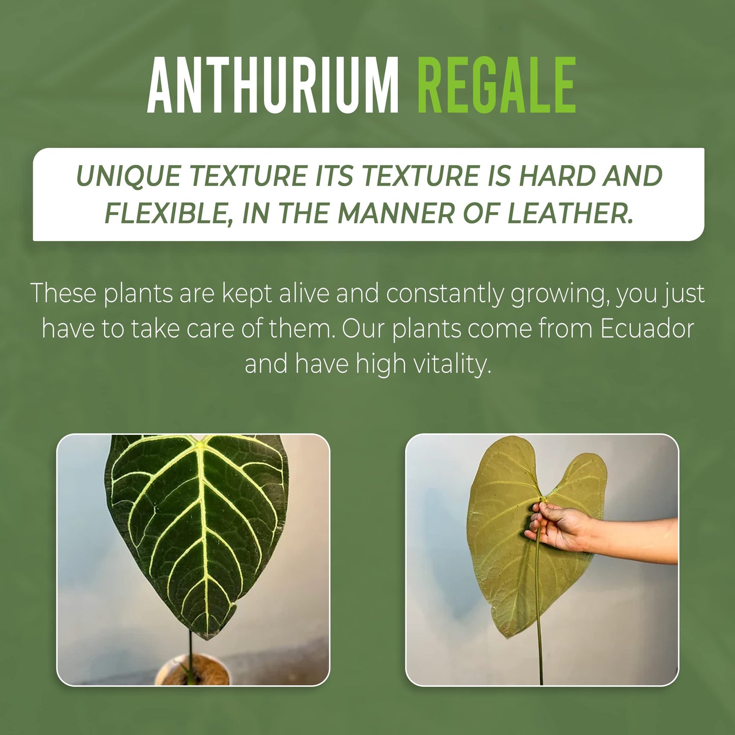 LEAL PLANTS ECUADOR Anthurium Regale (Pack of 2) - Live Tropical Houseplant for Air Purification | Elephant Ear Leaf Plant | Unique Gift for Plant Lovers