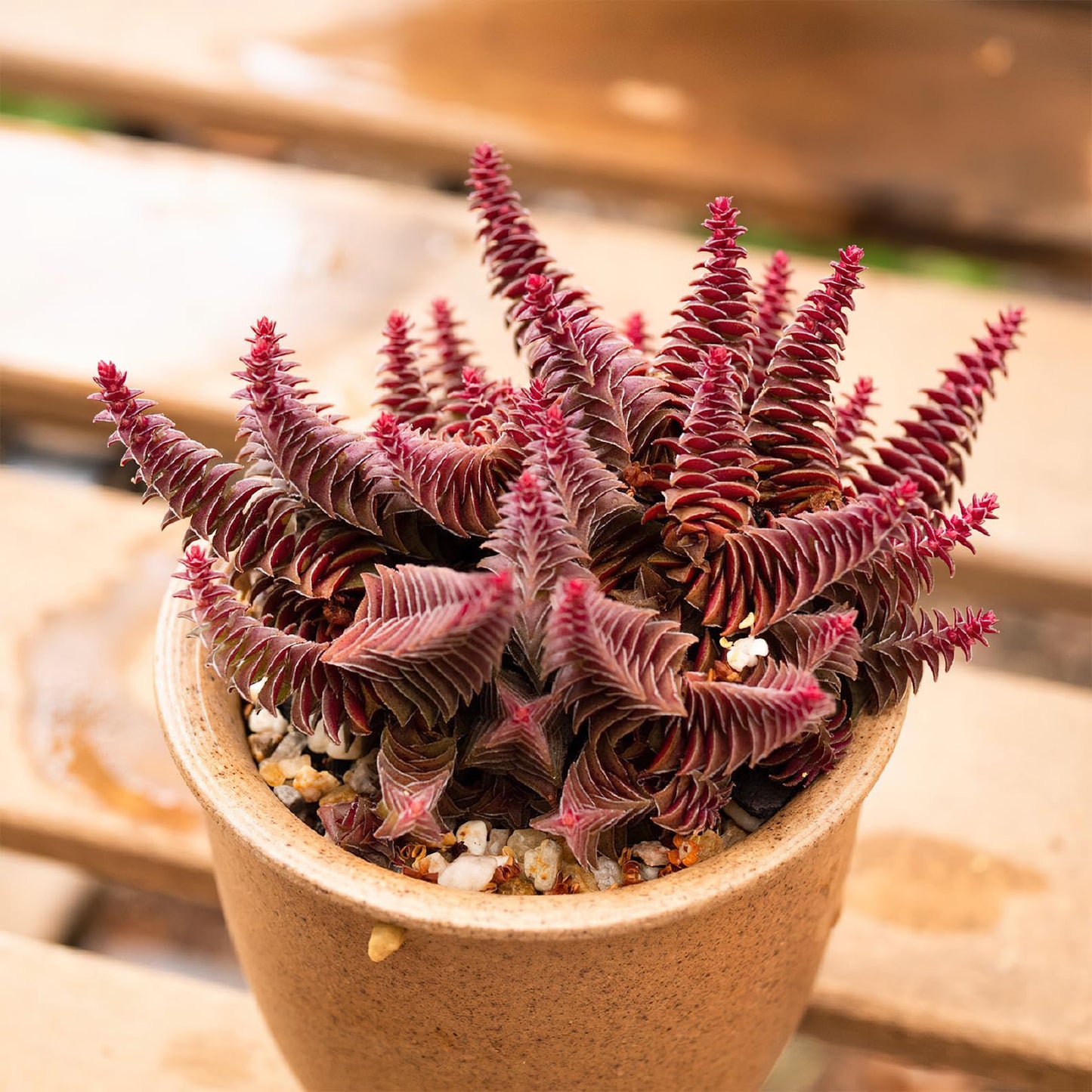 Sprout N Green Shark's Tooth, Live Crassula corymbulosa Succulent in 4" Pot with Soil Mix, Rare House Plant for Home Office Wedding Indoor Outdoor Decoration, DIY Projects, Party Favor, Pet Friendly