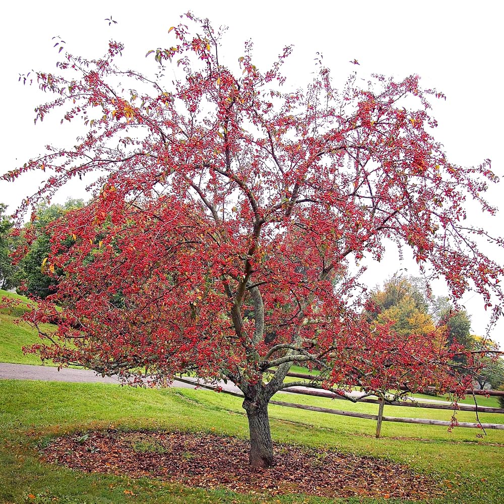 Centurion Crabapple Tree, Vibrant Pink-Red Blooms, Cold Hardy, 2-3 feet Tree Height, 1 gal. Nursery Pot (Due to Agricultural Laws, we Cannot Ship to CA, AZ, AK, or HI)