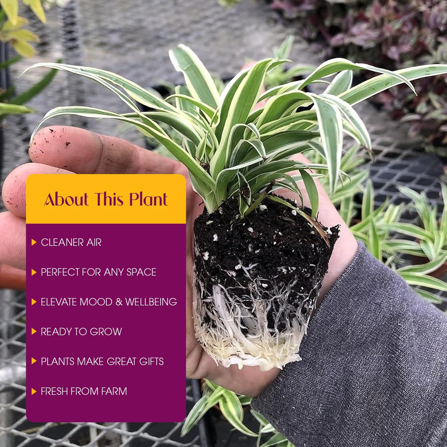3 Pack Airplane Spider Plant – Live Indoor Houseplant | Fully Established Bare Root Plants, Air-Purifying, Low Maintenance, Thrives in Home & Office | Live Plants Indoor, Variegated Houseplant