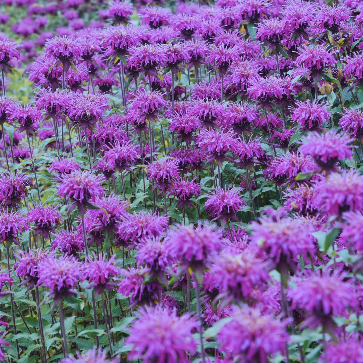 Clovers Garden Bee Balm Balmy Purple (Monarda) Plants – Two (2) Live Plants – Non-GMO - Not Seeds - Each 4" to 8" Tall – in 4" Inch Pots – Hardy Flowering Perennial, Pollinator Favorite