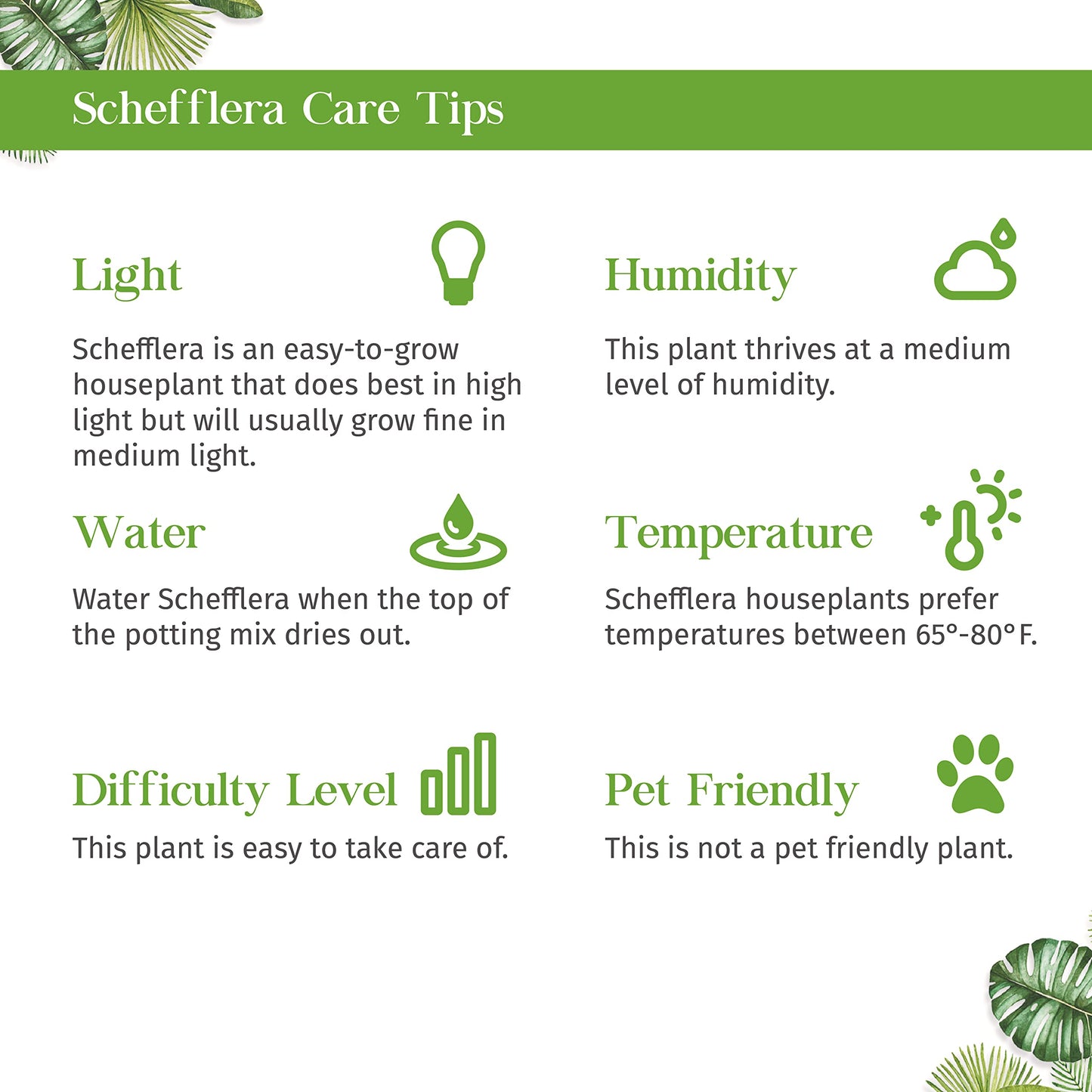 Schefflera Arboricola Live Plant for Indoor | Different Houseplants in 4'' & 6'' Pot | Real House Plant for Living Room, Office, Desk & Bathroom | Dwarf Umbrella Tree