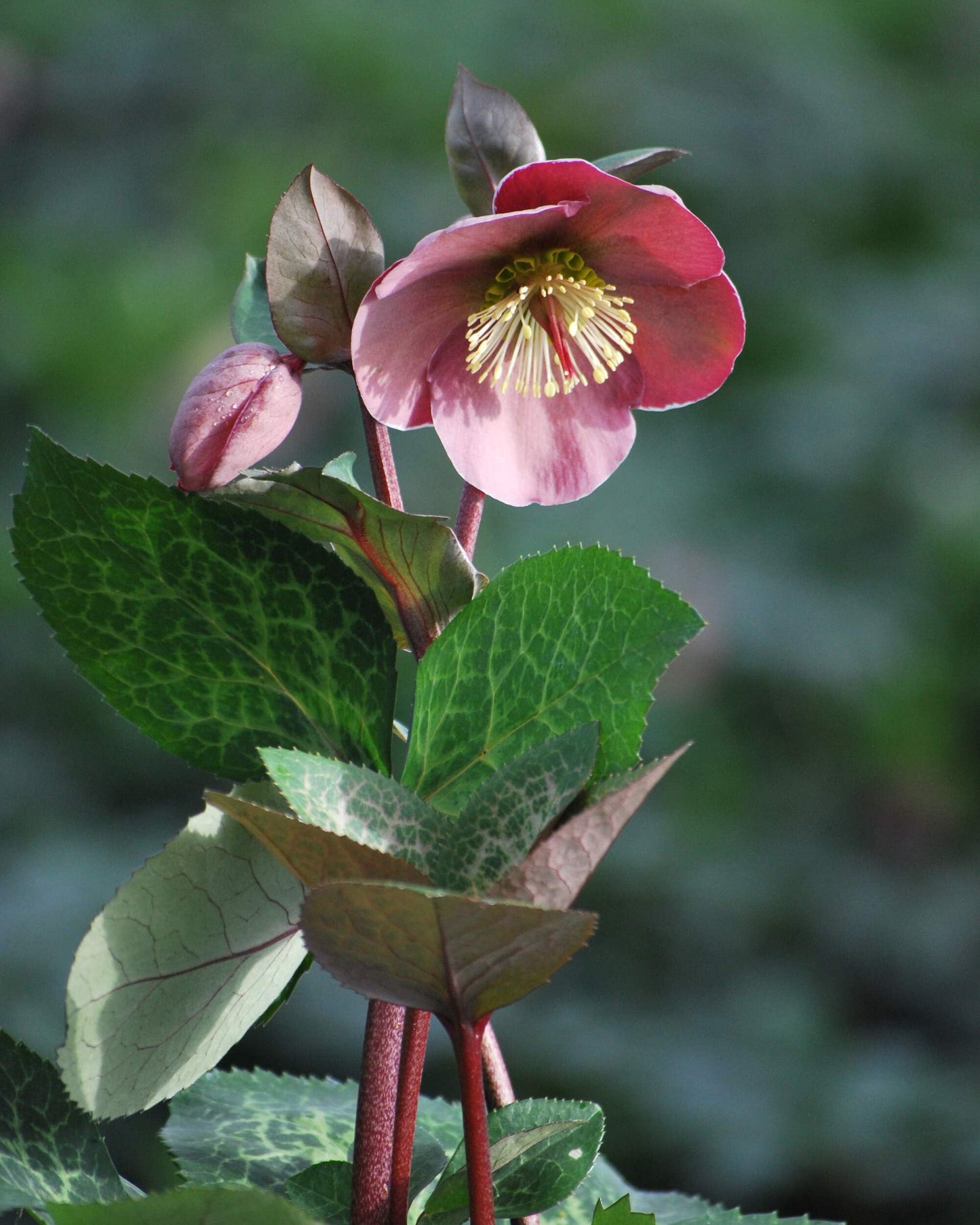 Perennial Farm Marketplace Helleborus Frostkiss® Penny’s Pink (Lenten Rose) Live Perennial, Size-#1 Container, Mauve Pink Late Winter to Spring Flowers with Marbled Evergreen Foliage