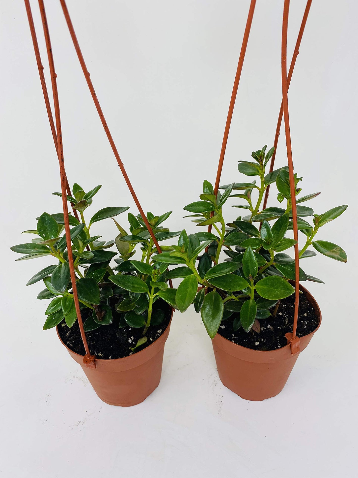 *Two Goldfish Plant - 4" Hanging Basket - Blooms Constantly