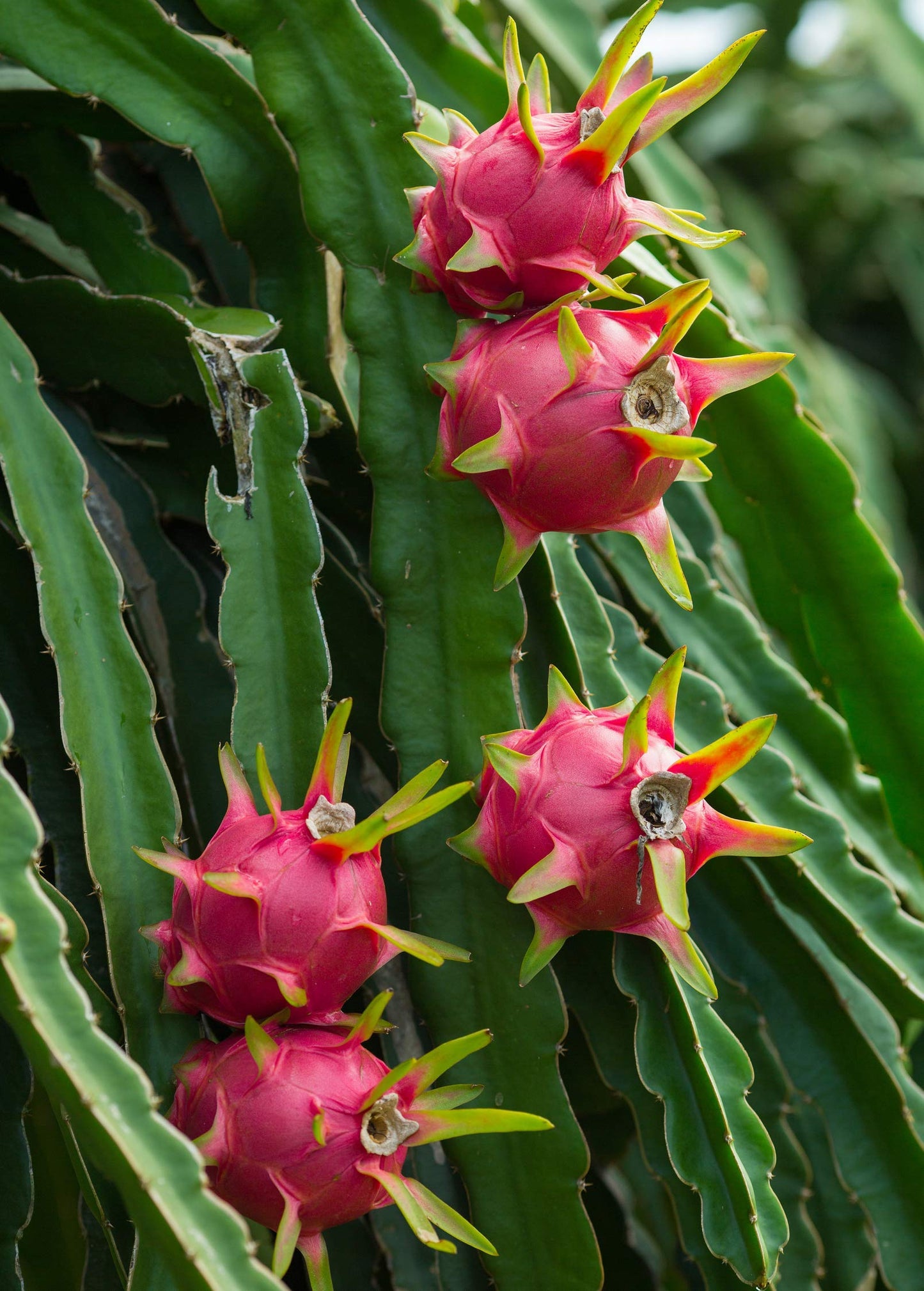 Generic 3 x Dragon Fruit Tree Cuttings 12" Long