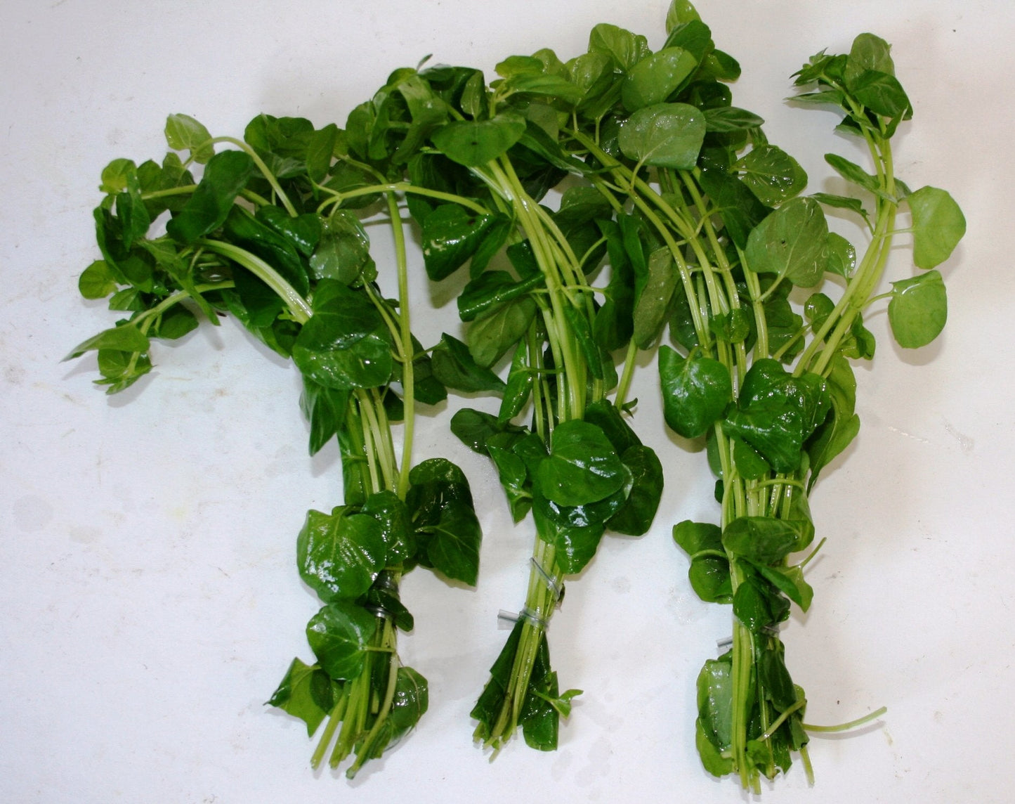 POND PLANT, CREEPING JENNY (3 live plants)