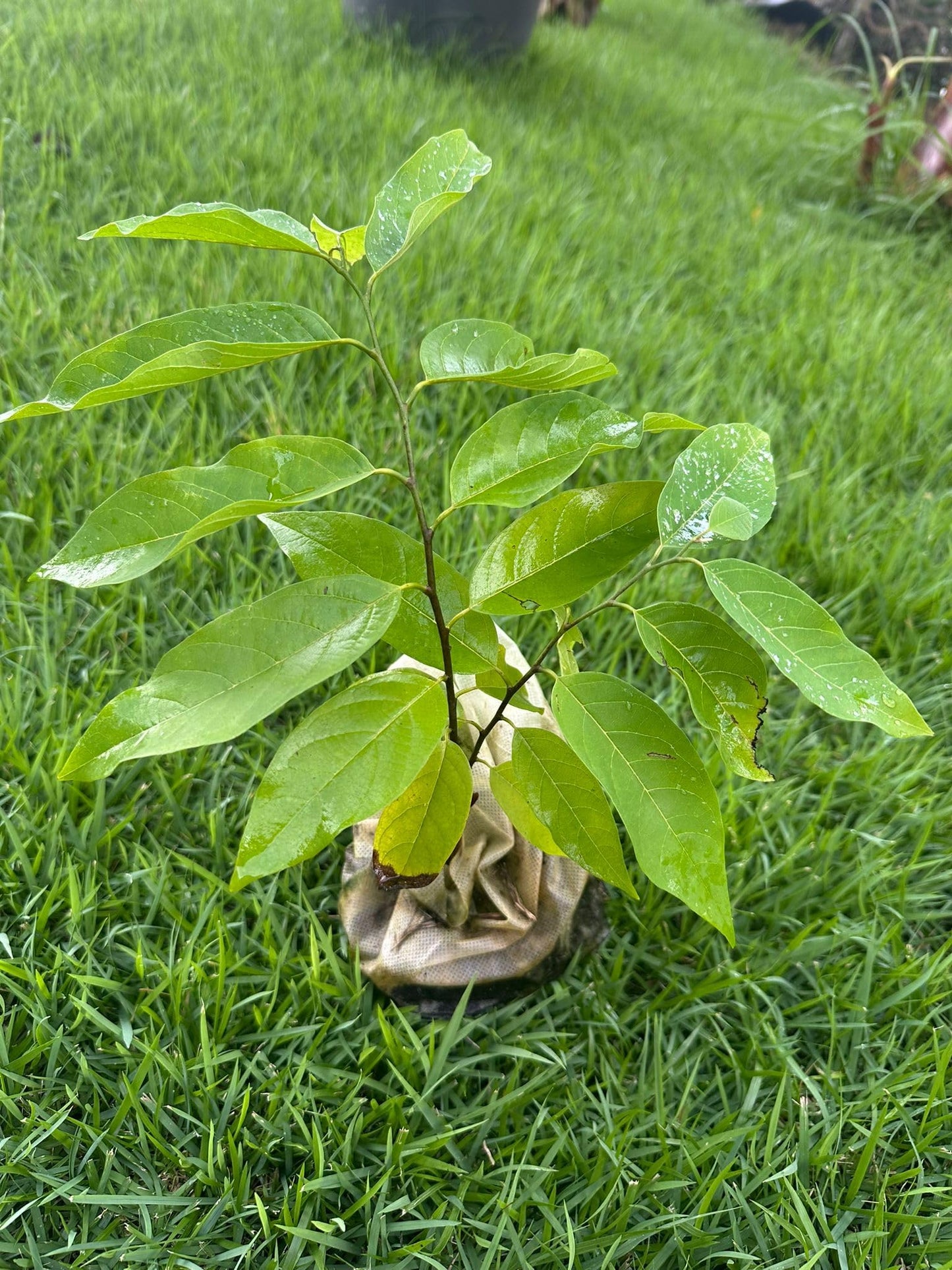Red Sugar Apple Tree – 8–12 in Live Tropical Fruit Tree Seedling (Annona squamosa L) | Naturally Grown from Seed | Sweet, Red Custard-Like Fruit | Rare Fast-Growing Live Plant for Home Garden or Patio