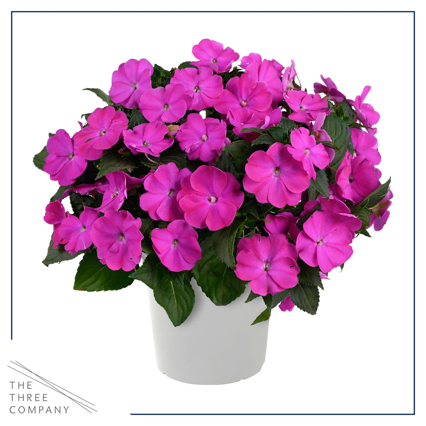 Live Flowering New Guinea Impatiens - Shades of Purple (3 Plants Per Pack) - Beautiful Shade Flowers - 12" Tall by 5" Wide in 1 Qt Pot