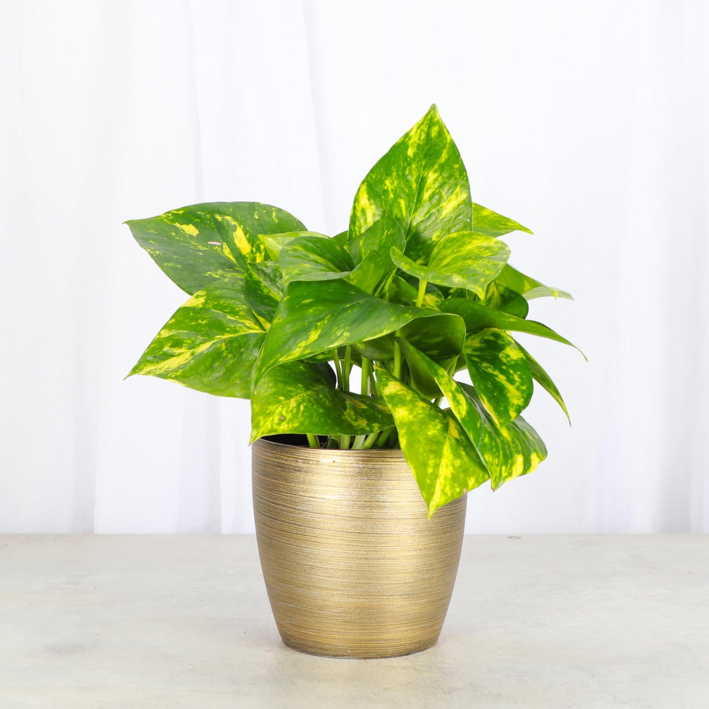 Thorsen's Greenhouse Golden Pothos, Live Indoor Vining Plant, Easy to Grow, Variegated Houseplant, Natural Air Purifier (Gold, 4-inch Pot)