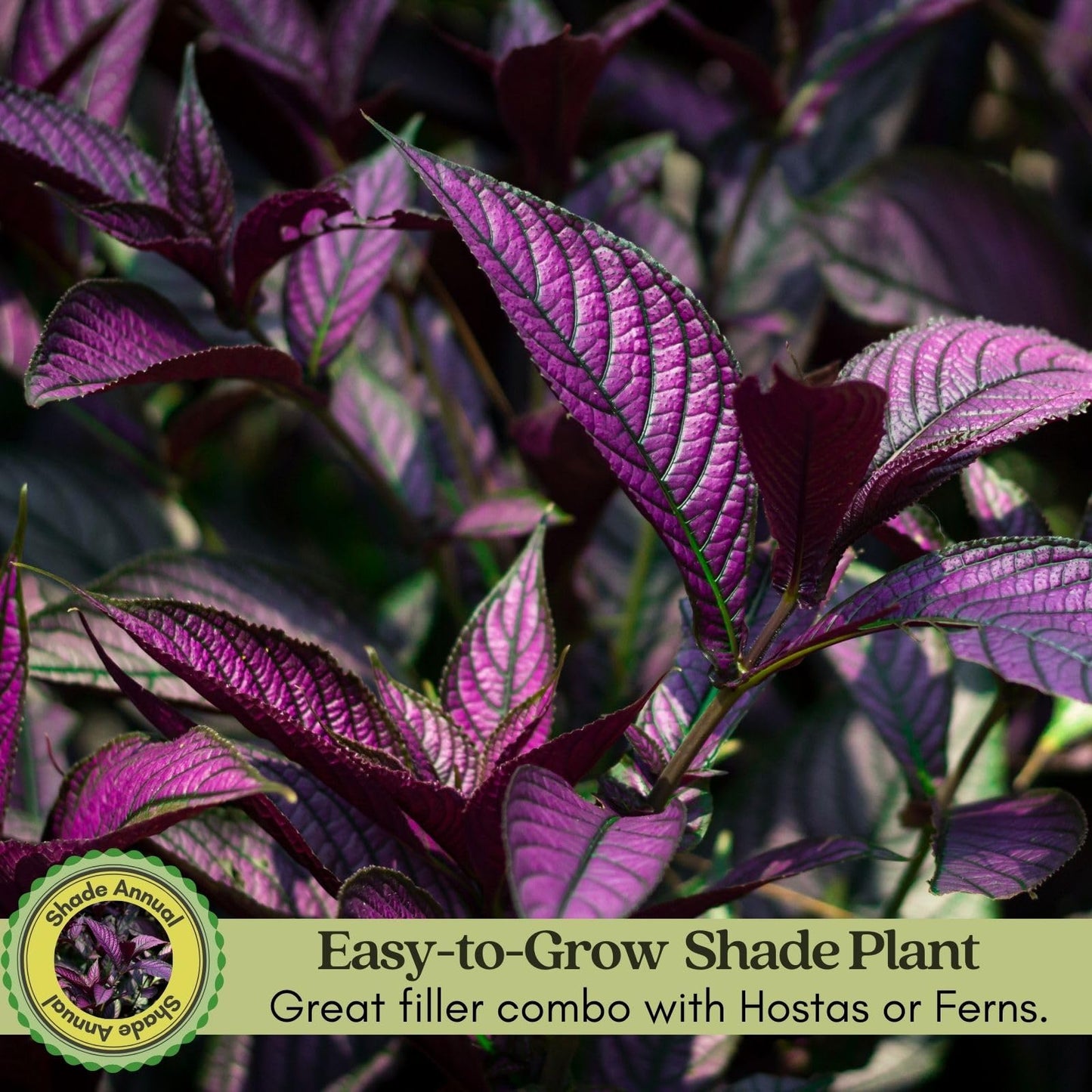 Clovers Garden Persian Shield (Strobilanthes) Plants Two (2) Live Plants – Non-GMO - Not Seeds - Each 4" to 8" Tall – in 4" Inch Pots - Exotic Foliage, Low Maintenance