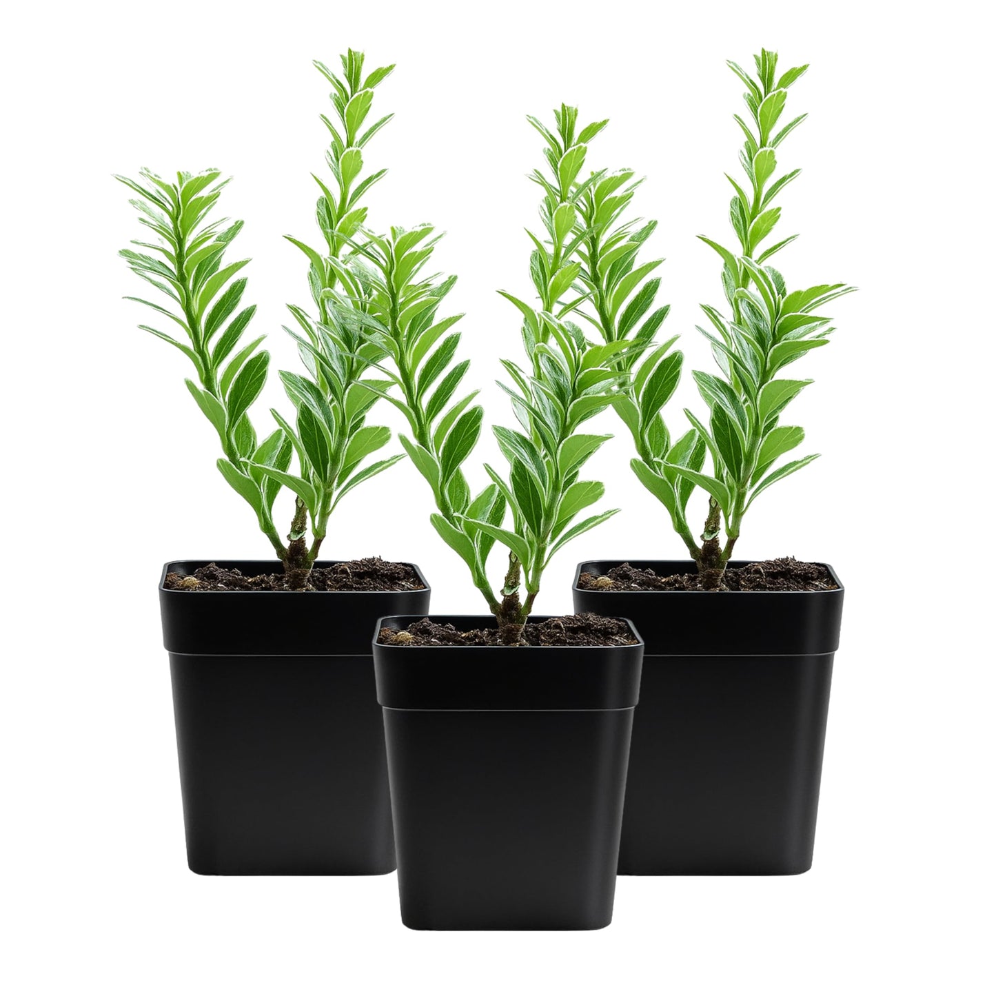 Variegated Boxwood Bonsai Starter Plant, Live Buxus Evergreen Shrub, Container Patio Accent Garden Plant 2 Inch Pot (1)