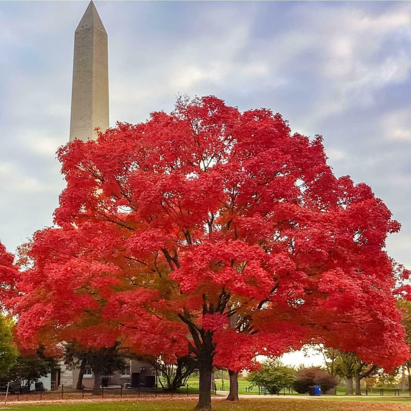 Red Maple Tree - 10-16" Tall Live Plant - Quart Pot - Fast Growing Shade Tree Seedling - Acer rubrum