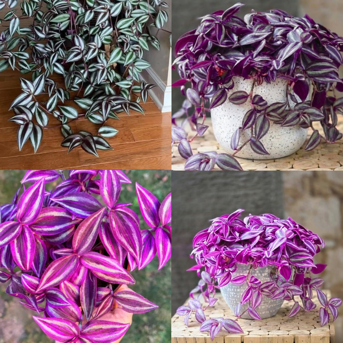 02 Pots Tradescantia Wandering Jew Plants Live Houseplants in 2" Pot, Starter Plants, Mix Purple and Pink Color