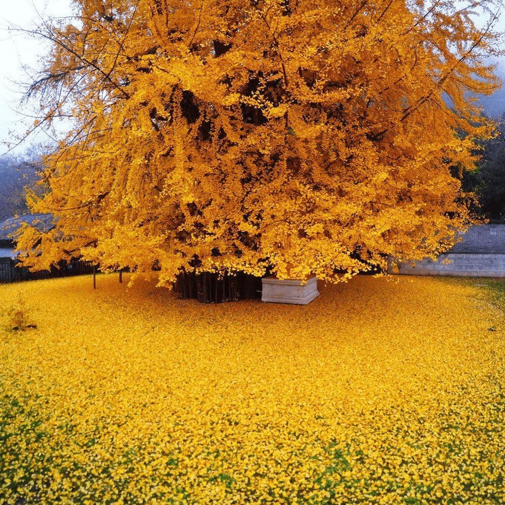 Live Plant - 2 Ginkgo/Maidenhair Trees - 12-18" Tall Seedlings - Live Plants - Ginkgo biloba