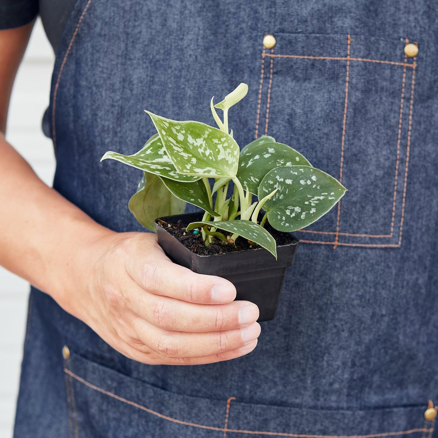 Pothos 'Satin' | Live Plant for Indoor & Outdoor | for Living Room, Office, Bathroom | (3" Pot)