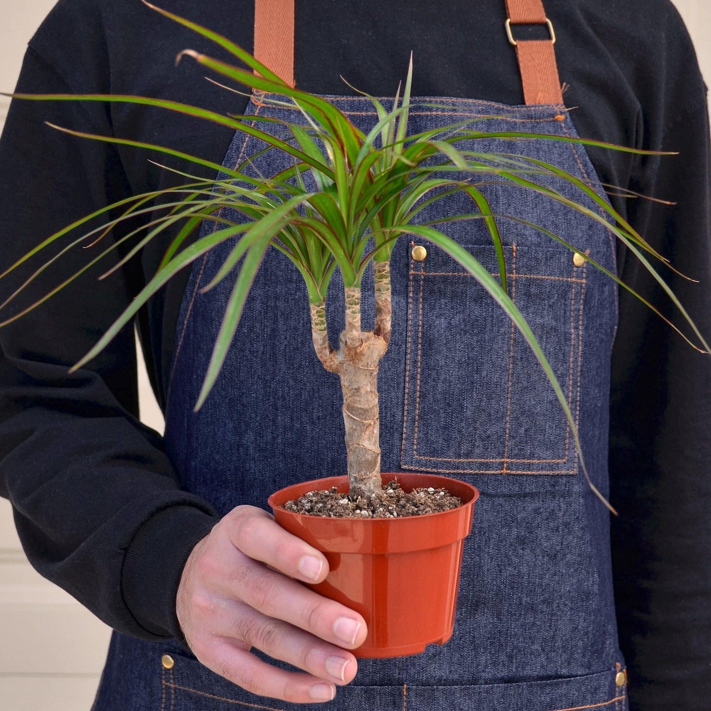Dracaena Marginata Cane | Live Plant for Indoor & Outdoor | for Living Room, Office, Bathroom | (4" Pot)