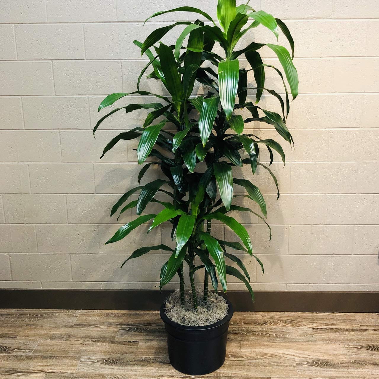 Dracaena Janet Craig Cane - Live Plant in a 10 Inch Pot - Dracaena Deremensis - Easy Care Low Maintenance Houseplant