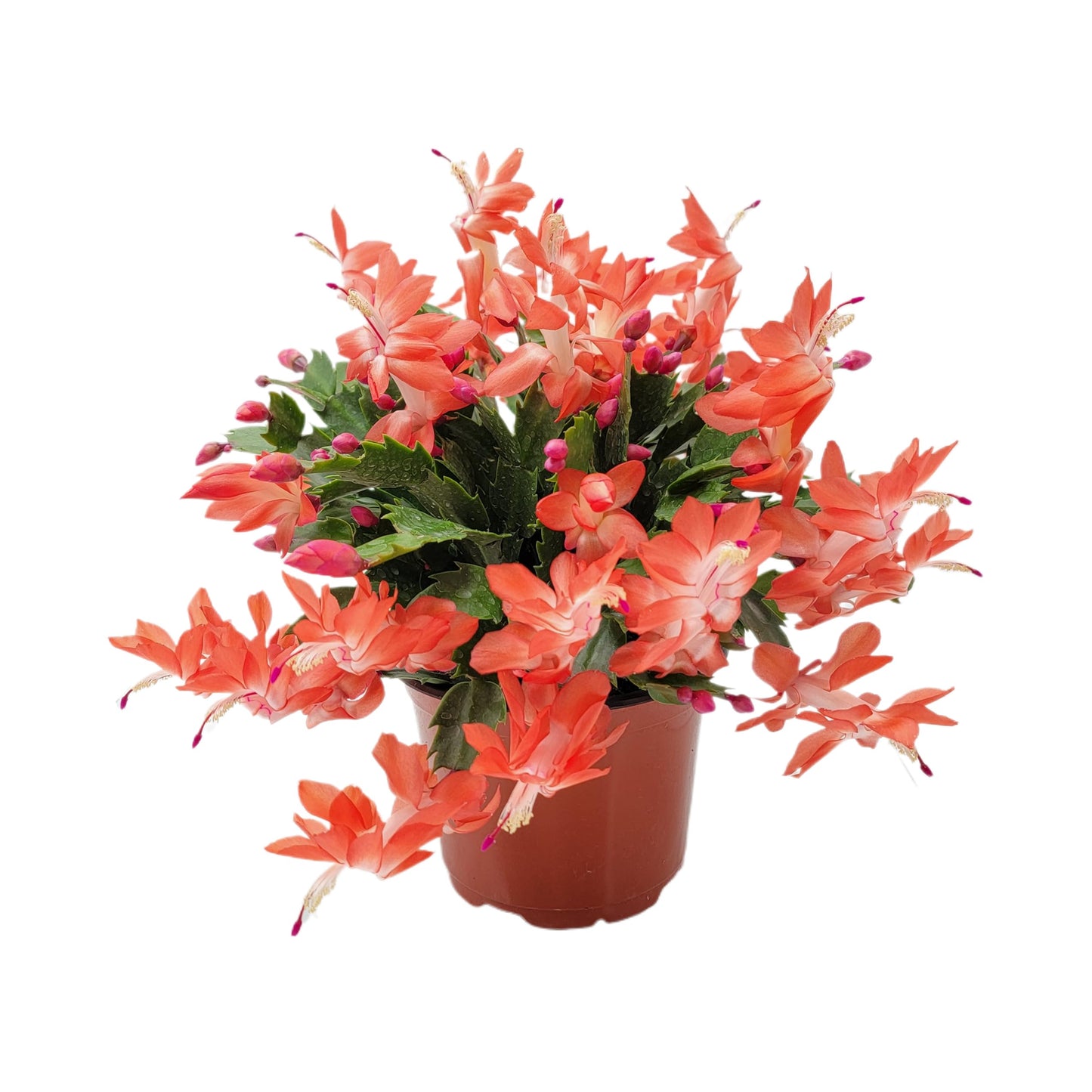 Wonderland Flora Thanksgiving Cactus, Live Indoor Plant, Flowering Houseplant, Orange Seasonal Blooms, 4-Inch Pot, Pet Safe Holiday Decor, Free Heat Pack