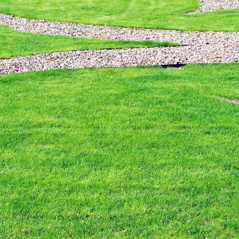 20000 Emerald Zoysia Grass Seed, Zoysia Grass Seeds Lawngrass for Outdoor Planting, Shade and Drought Tolerant Seeds