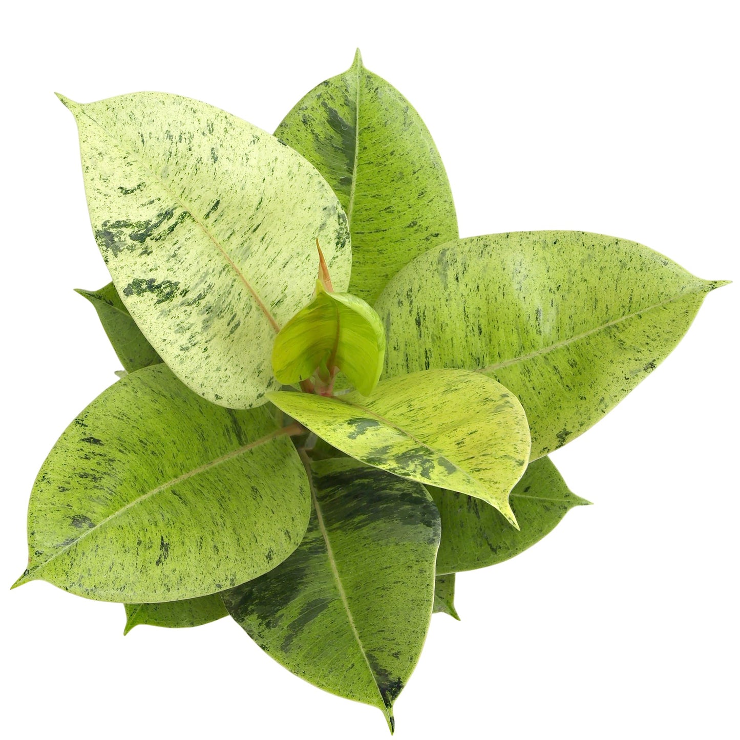 Ficus Shivereana 'Moonshine', Rare Rubber Trees, Unique Live Houseplant Decor in 6" White Pot, Easy Gift, Variegated Live Ficus Houseplants, Office & Decorative Plants by Plants for Pets