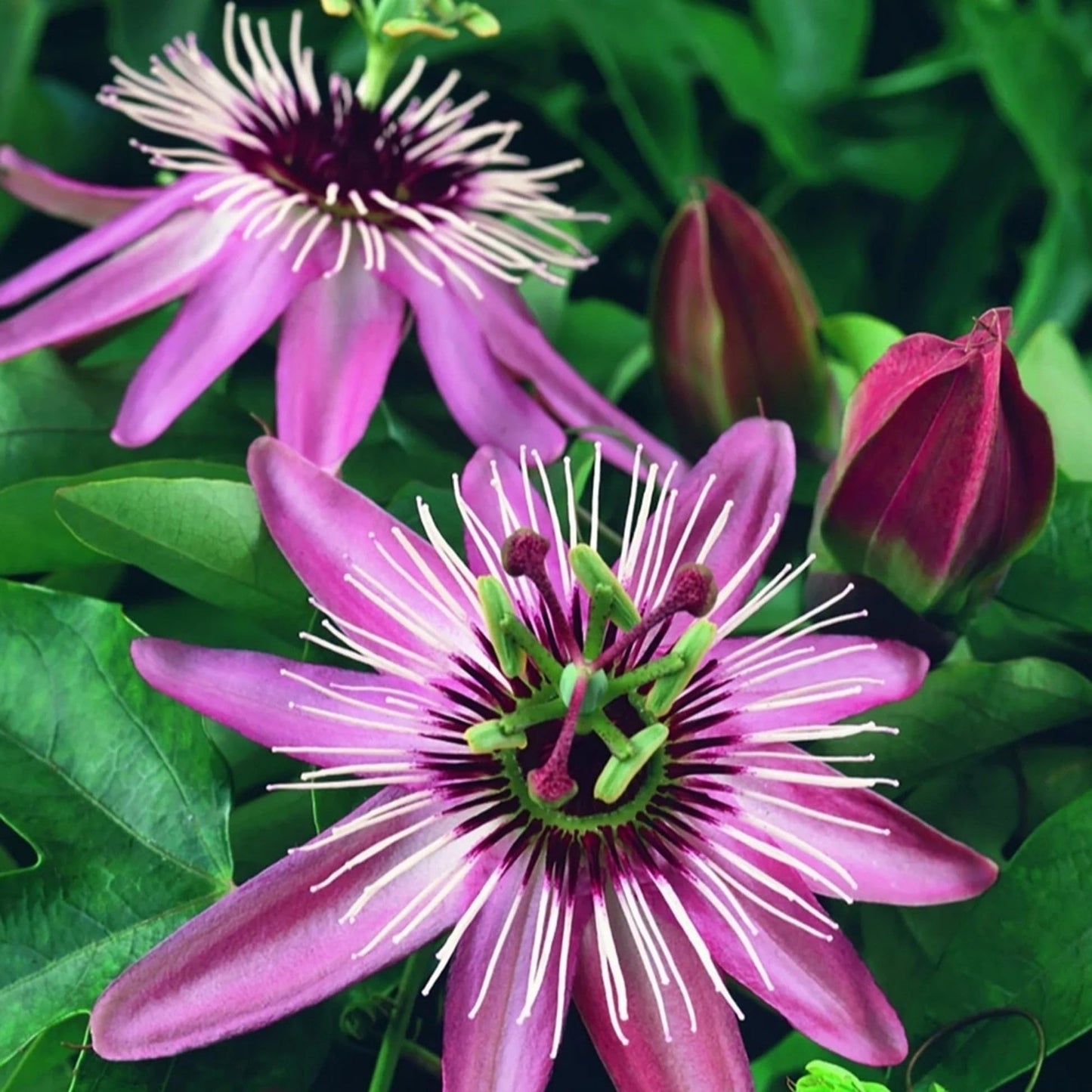 50+Perennial Passiflora Caerulea Passion Flower Seeds for Planting Outdoor-Edible Fruit Plant Attract Butterflies and Bees
