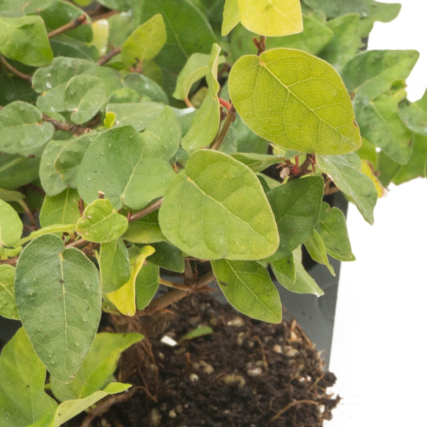 6 Creeping Fig, Live Plants – Ficus Repens – Fast-Growing & Versatile Climbing Vine in 2.5” Nursery Cubes – Perfect for Living Walls, Topiaries, Ground Cover & Indoor/Outdoor Decor