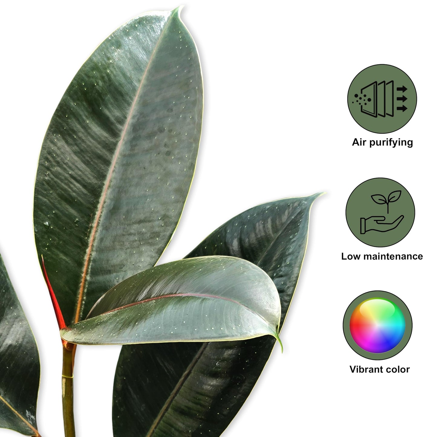 Bumble Plants Burgundy Ficus Elastica Black Rubber Plant [Winter Thermal Packaging Included] | Glossy Dark Green Leaves | Red Mid-Veins | Low Maintenance Unique Houseplants for Easy Indoor Gardens