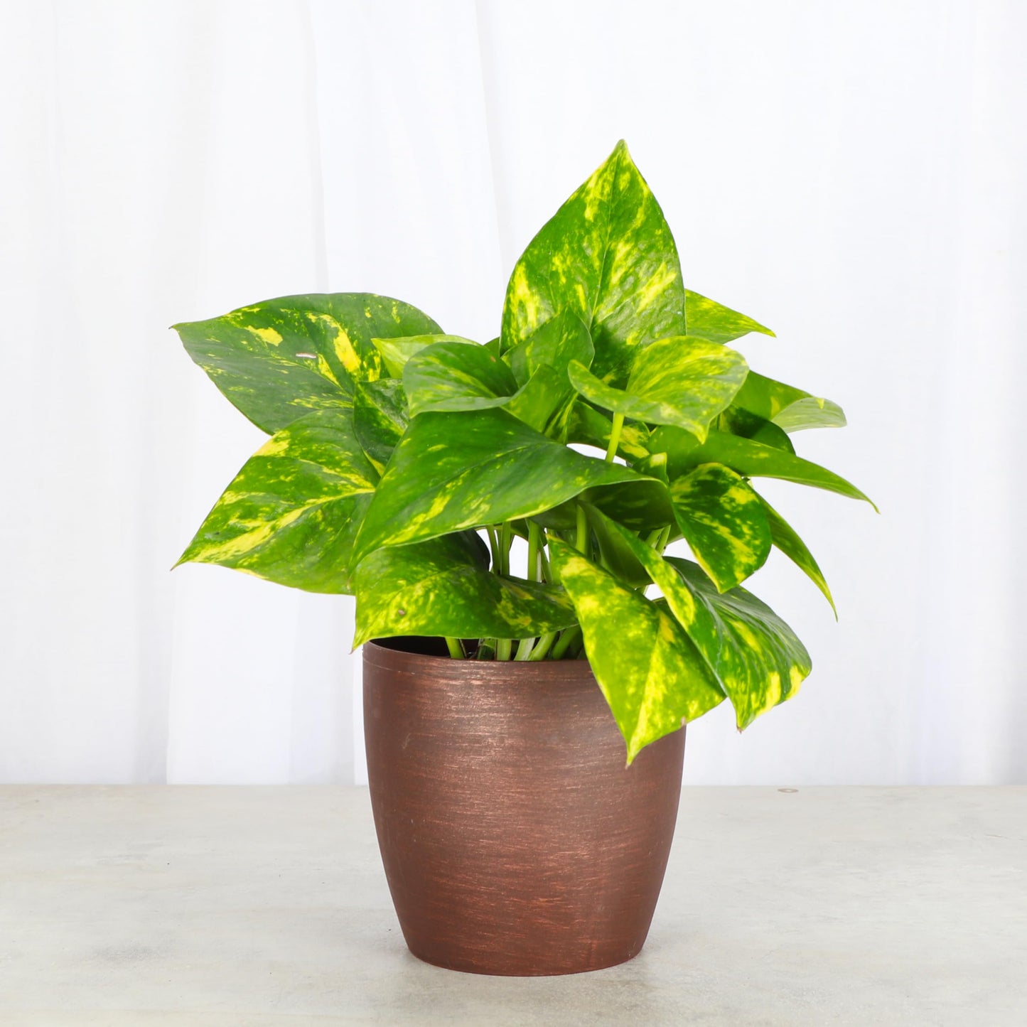 Thorsen's Greenhouse Golden Pothos, Live Indoor Vining Plant, Easy to Grow, Variegated Houseplant, Natural Air Purifier (Copper, 4-inch Pot)