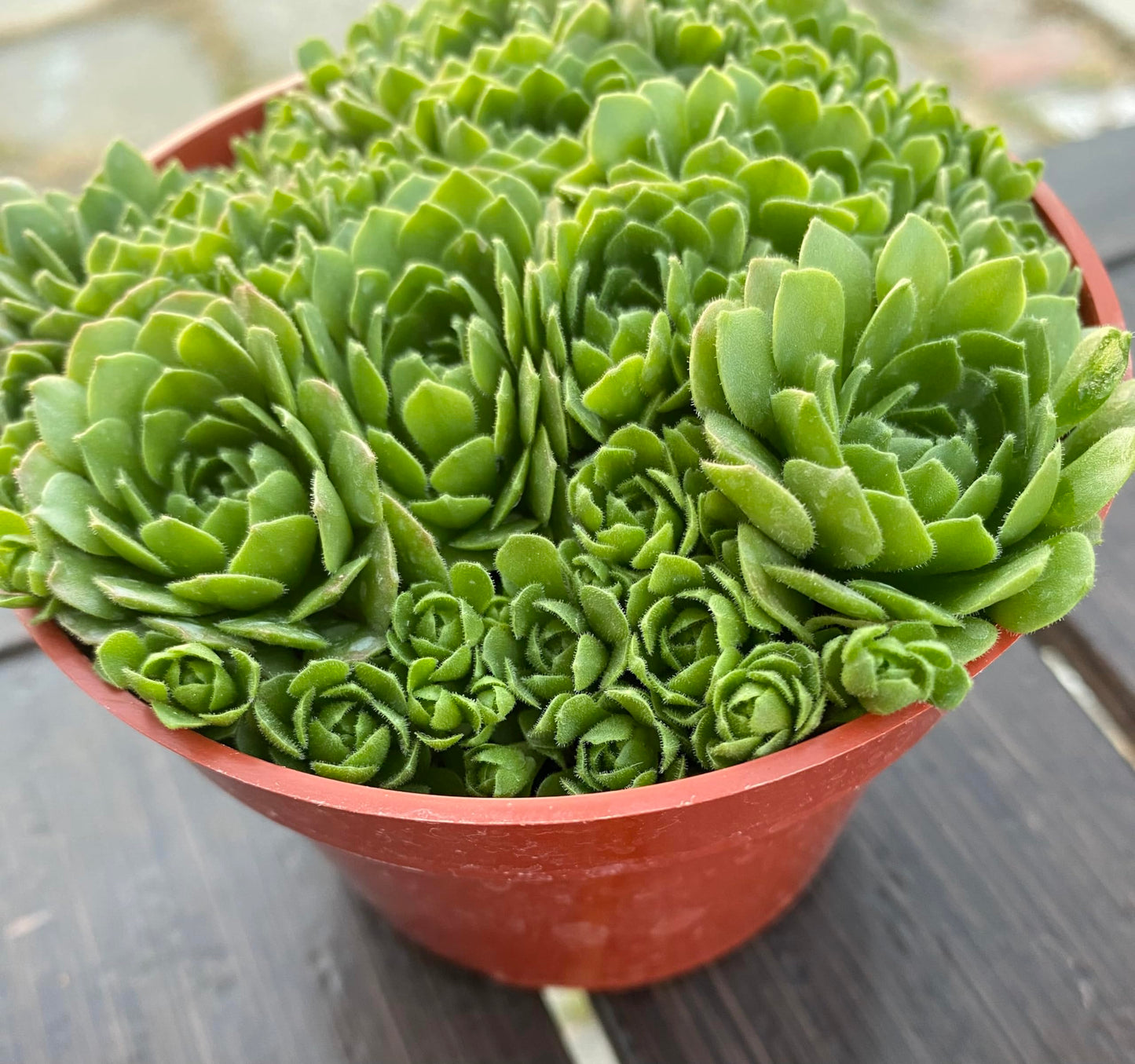 Live Succulent Plant Rosularia Platyphylla, Green Indoor Houseplant in Red Plastic Pot, 2-4 Inch, Low Water, Drought Tolerant, Bright Indirect Light