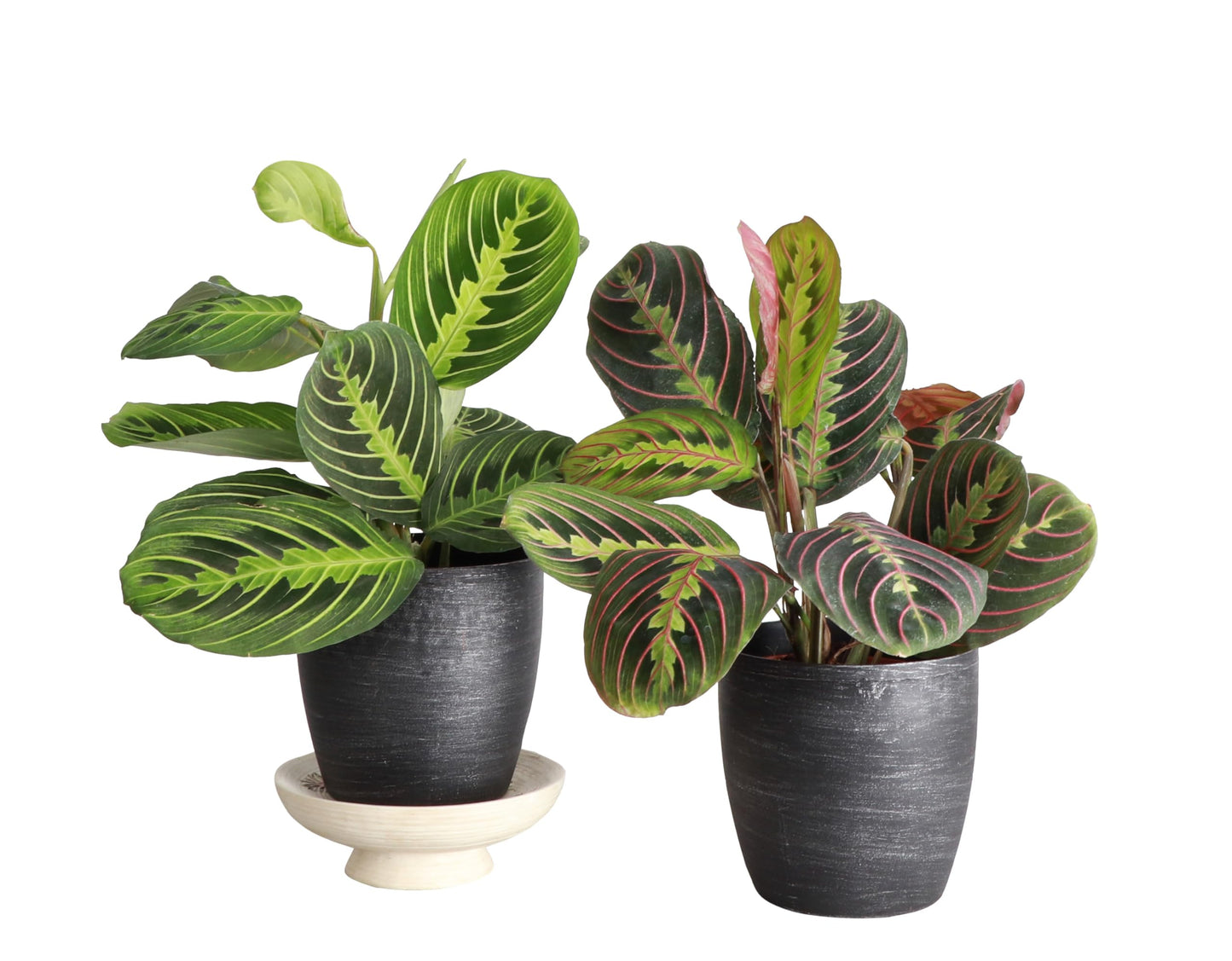 Thorsen's Greenhouse Prayer Plants Set of 2, Maranta leuconeura, Pet Safe, Low Light, Live Indoor Plants, 4" Diameter Plants, Classic Pots (Brushed Silver)