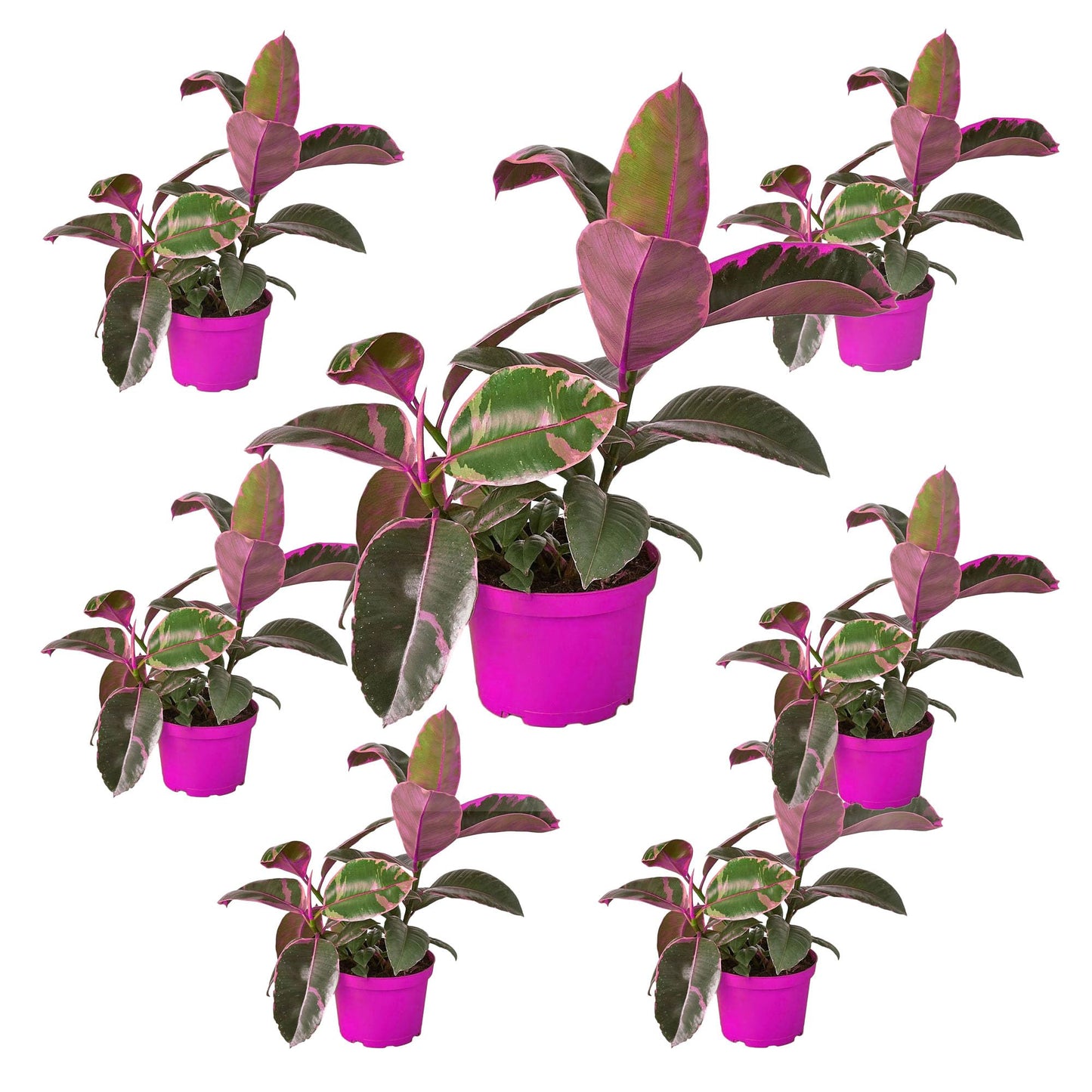 7 Pack Ficus Elastica 'Ruby Pink' in 4in Pot - Live Plants Tropical Houseplants | Variegated | USA Growers | The Snobby Leaf