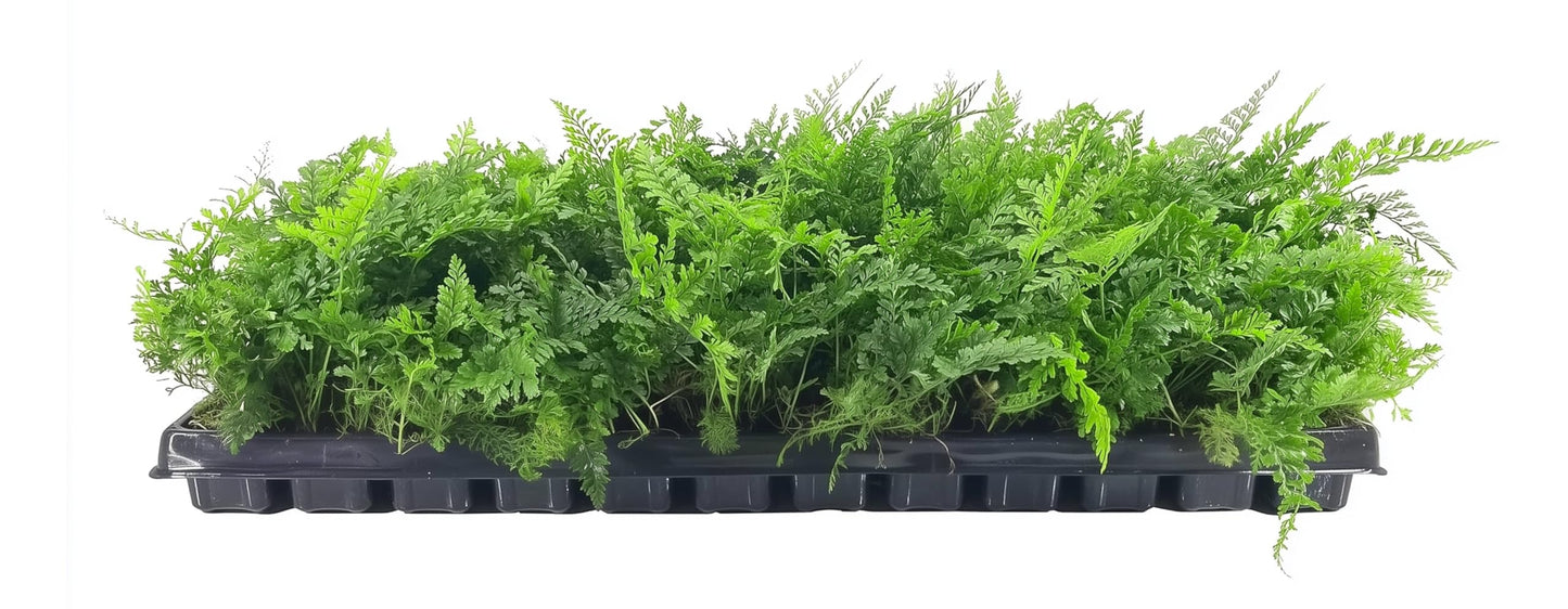 White Paw Fern | 20 Live Plants | Davallia Tyermanii | Indoor Outdoor Tropical Foliage | Fuzzy Root Houseplant | Exotic Decorative Greenery | Pet Safe