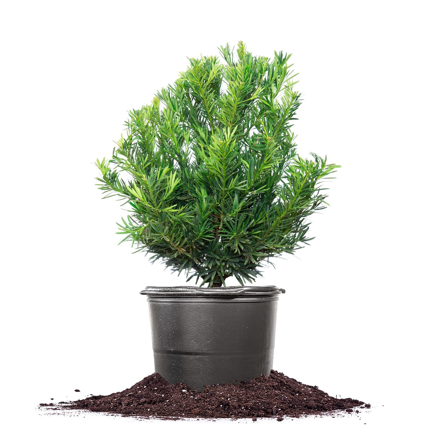 Perfect Plants Podocarpus Pringles 7 Gallon Growers Pot | Elegant Japanese Yew Perfect for Foundational Planting or Shrub Borders