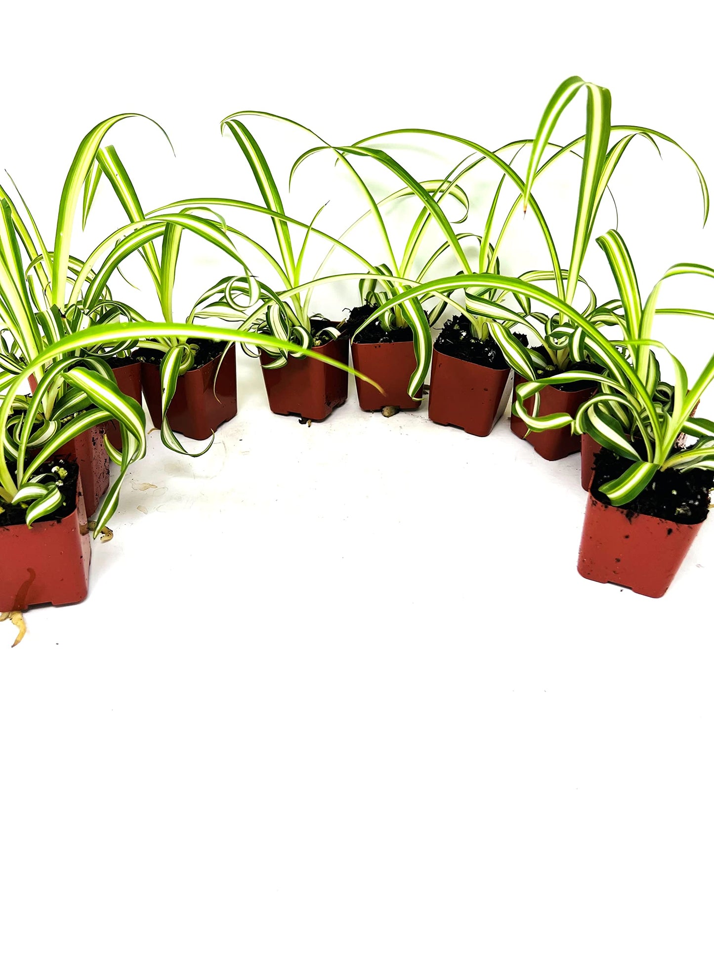 Ocean Spider Collection 8 Plants 2" Starter pots -Easy to Care -Easy to propogate