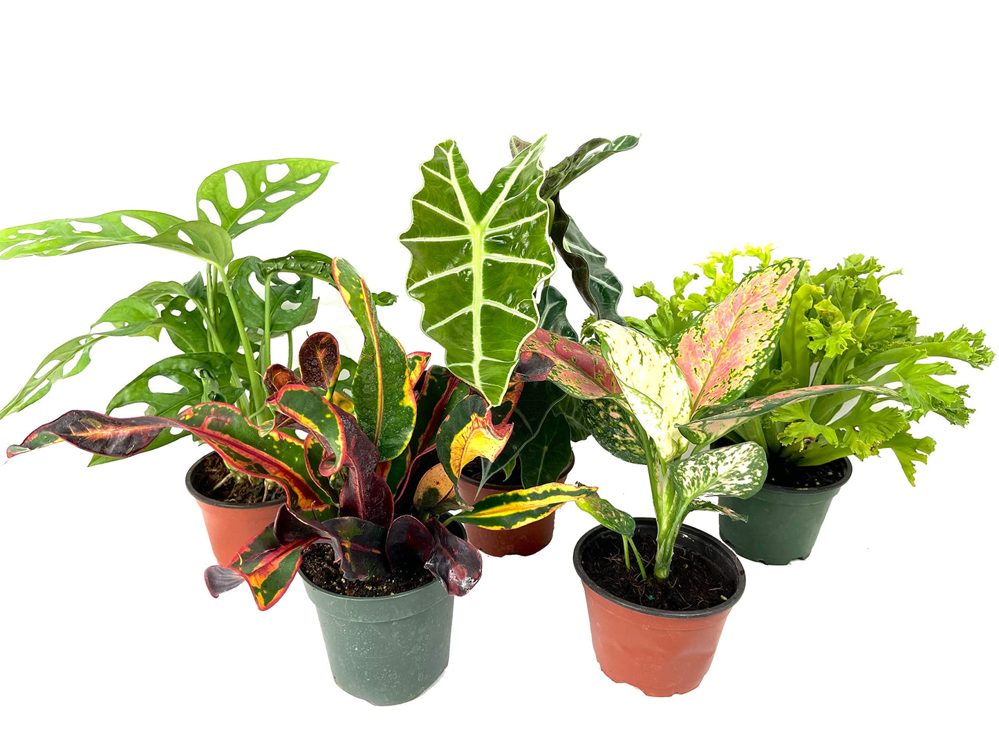 5 Pack Indoor Houseplant Collection - 5 Live Plants in 4 Inch Pots - Grower's Choice Based on Health, Beauty and Availability - Florist Quality Easy to Grow Air Purifying Indoor Plants