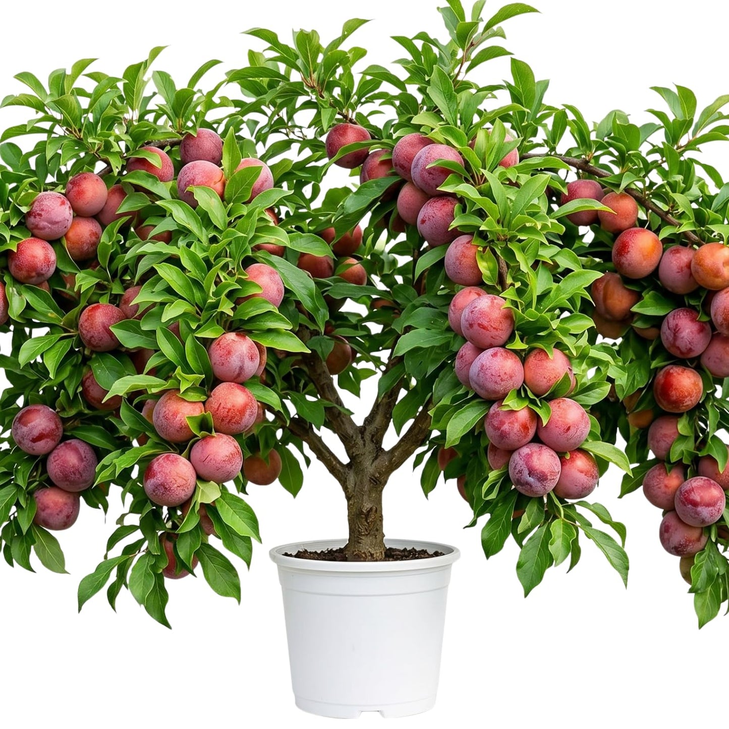 Flavor Pluot Tree Live Plant in 3 Gallon Pot, 2-3 Feet Plum Apricot Pluot Fruit Tree for Outdoor Garden or Backyard Growing, No Ship to CA